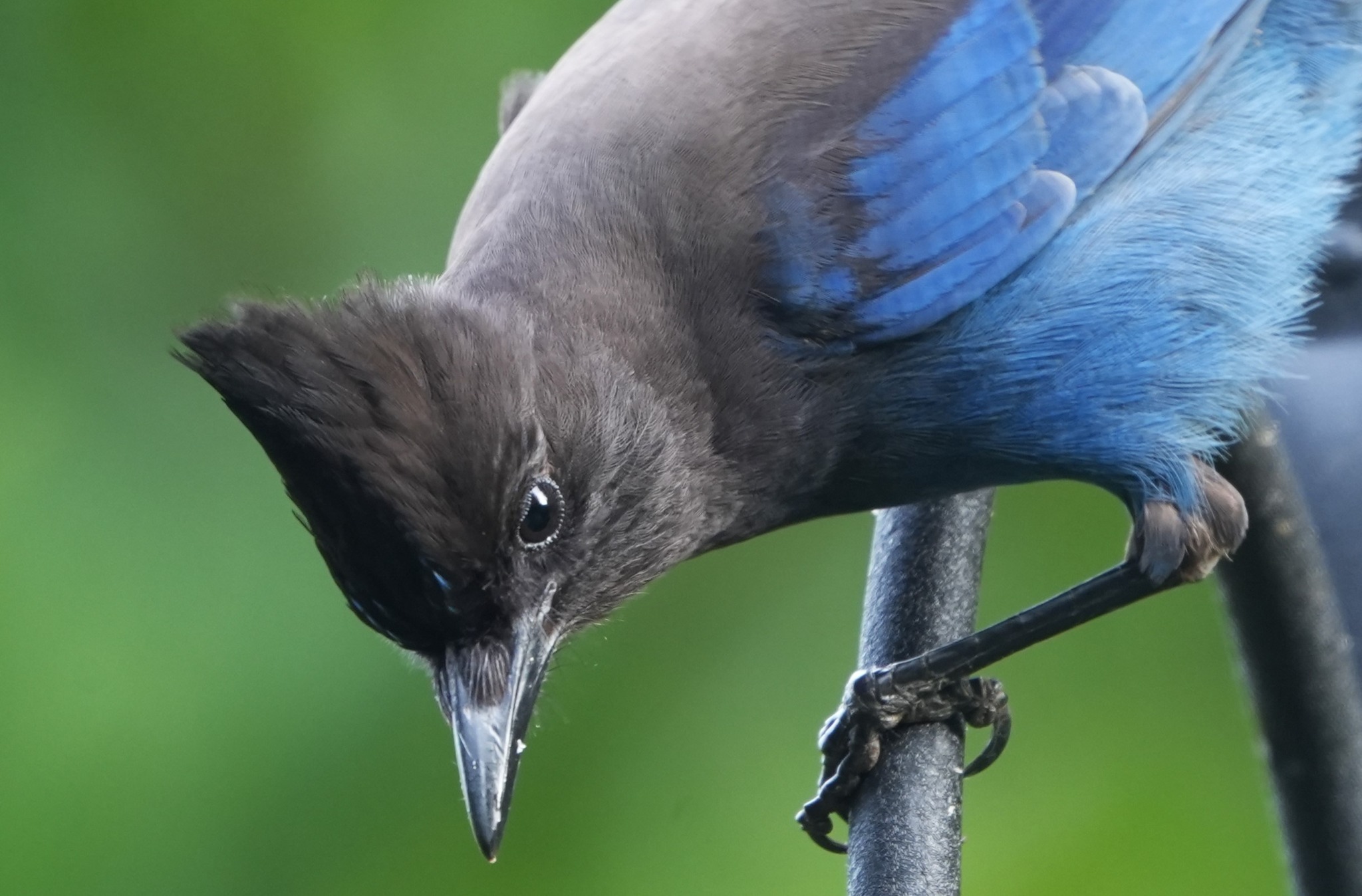 Several bird species are being renamed, including the stellar's jay