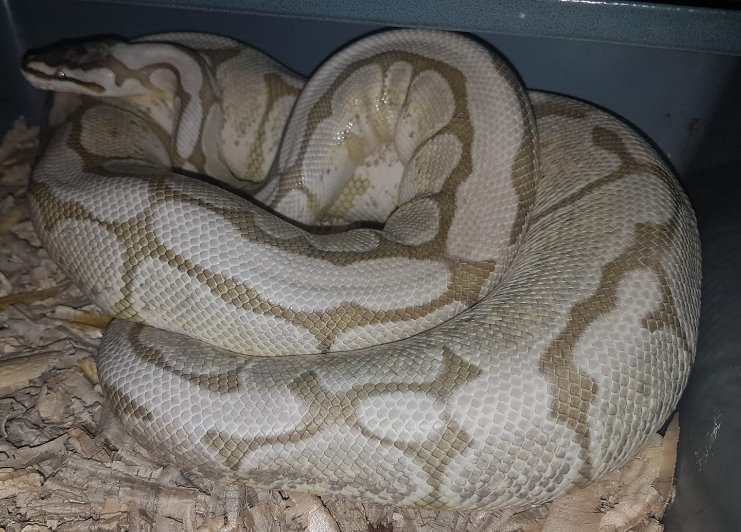 BPM Reptiles - For all the Axanthic loves this is a...
