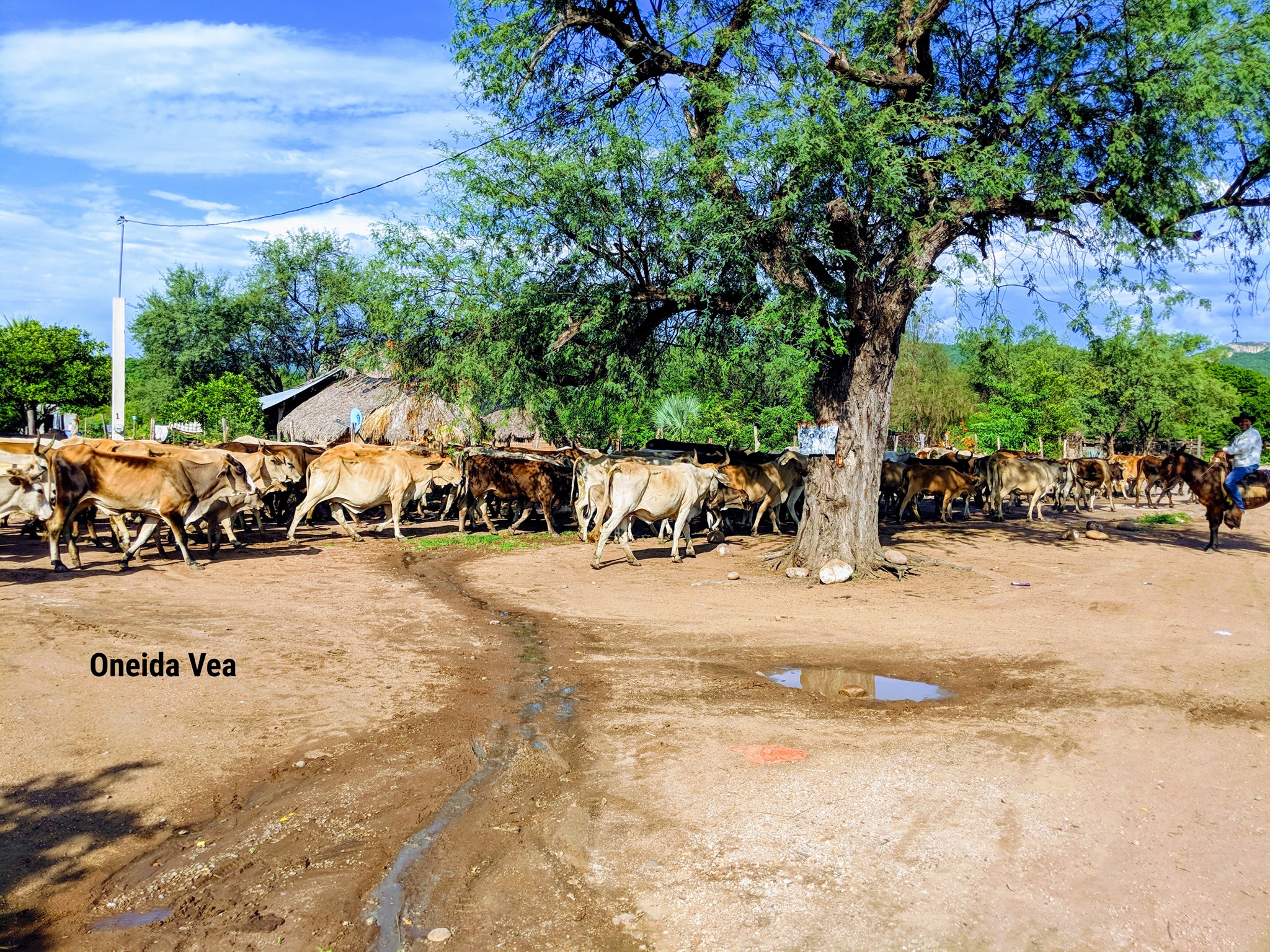 La vida en el rancho es como... - Cacalotan, Sinaloa de LEYVA | Facebook