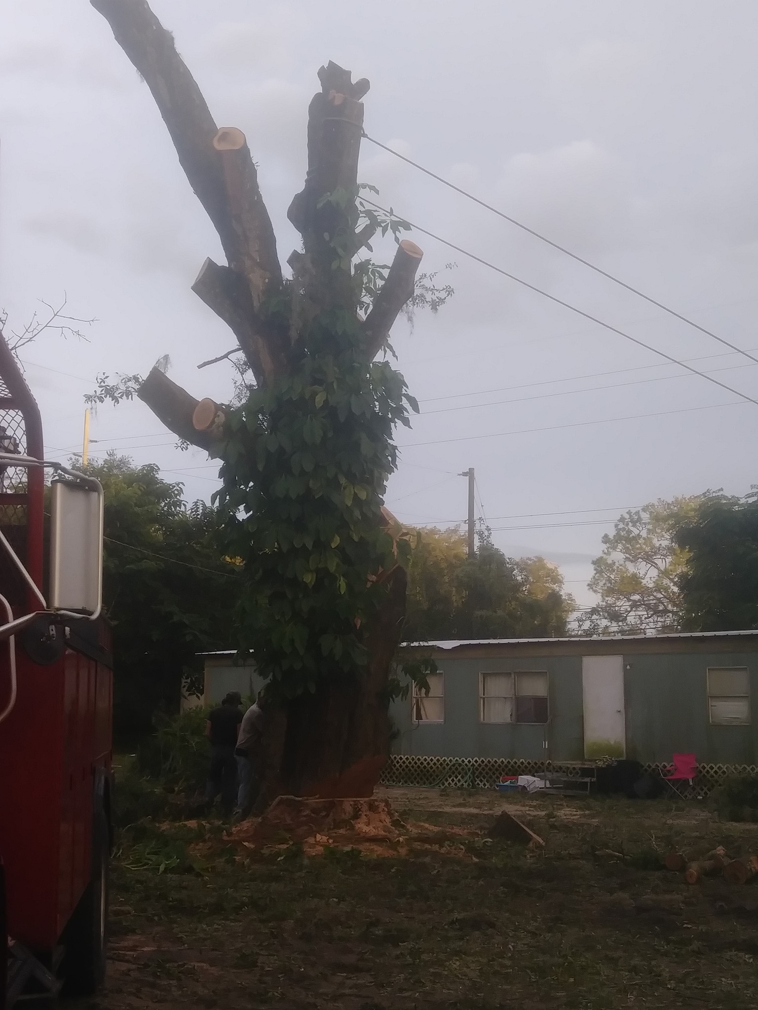 USA Lawn And Tree Service | Plant City FL