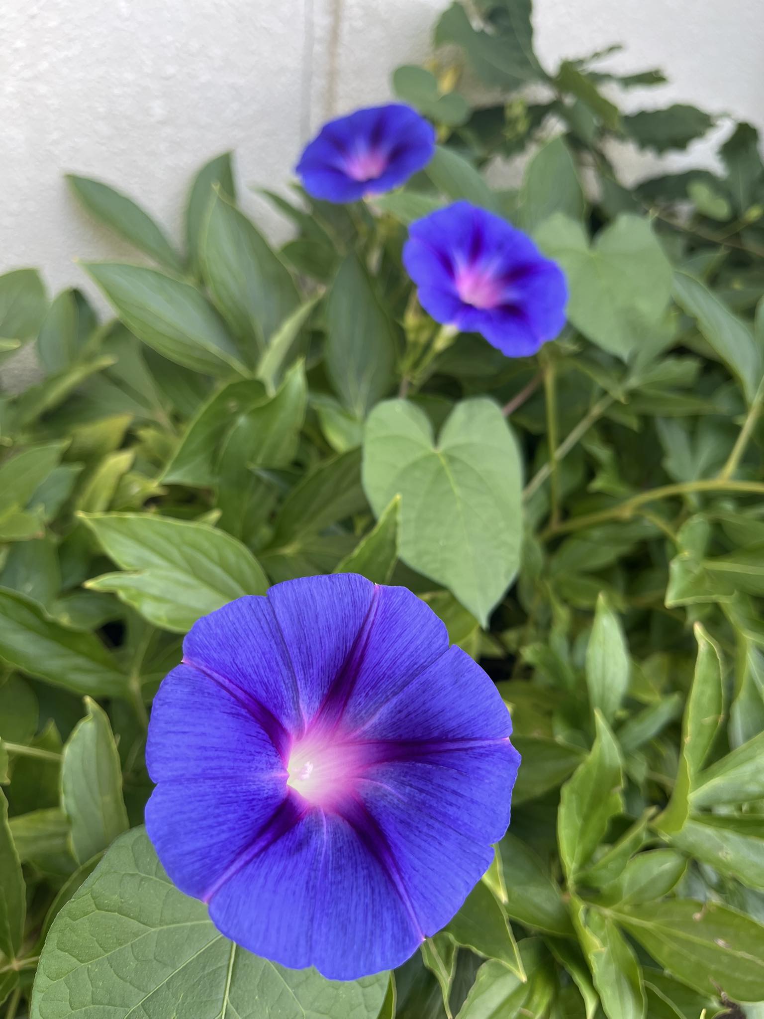 flower「紫陽花」「朝顔」 Morning glory or japanese asagao