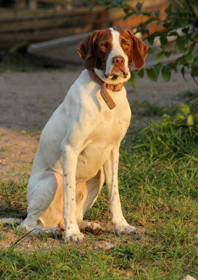 Florida Pointer Rescue | New Smyrna Beach FL