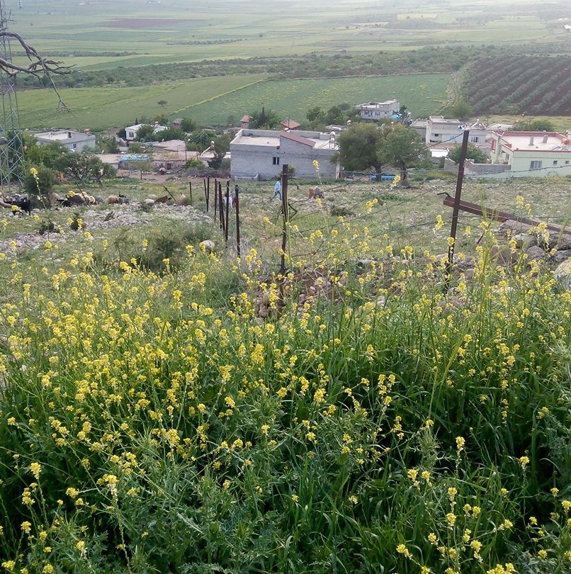 Gaziantep Araban... - Gaziantep Araban Ziyaret Mahallesi