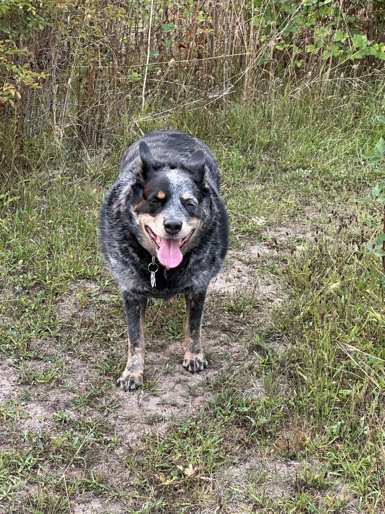 【中古】 Best of: Songs From My Black Cattledog Song lyrics for a crazy heeler dog