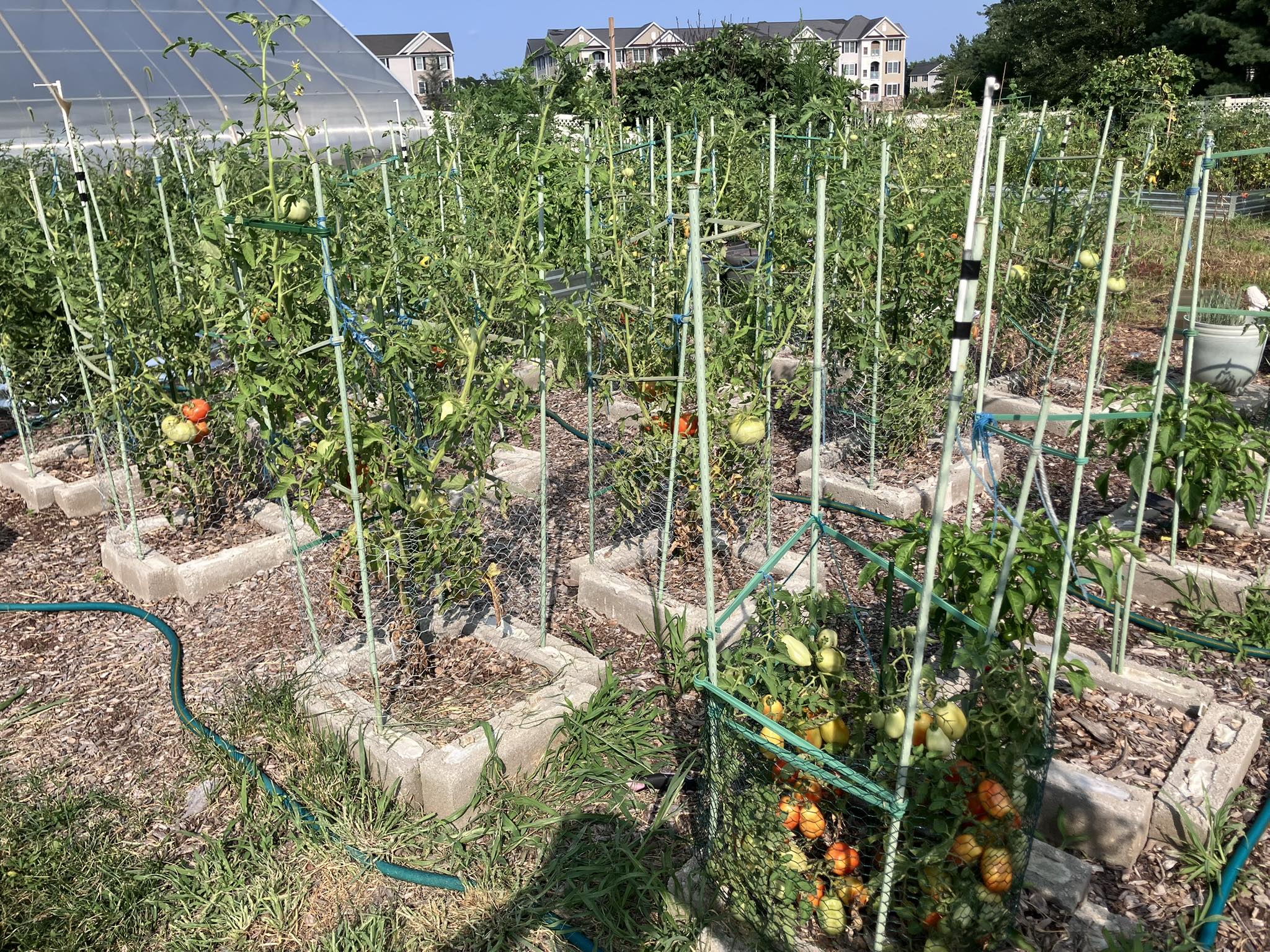 Do Rabbits Eat Tomato Plants in the Garden? Discover Now!