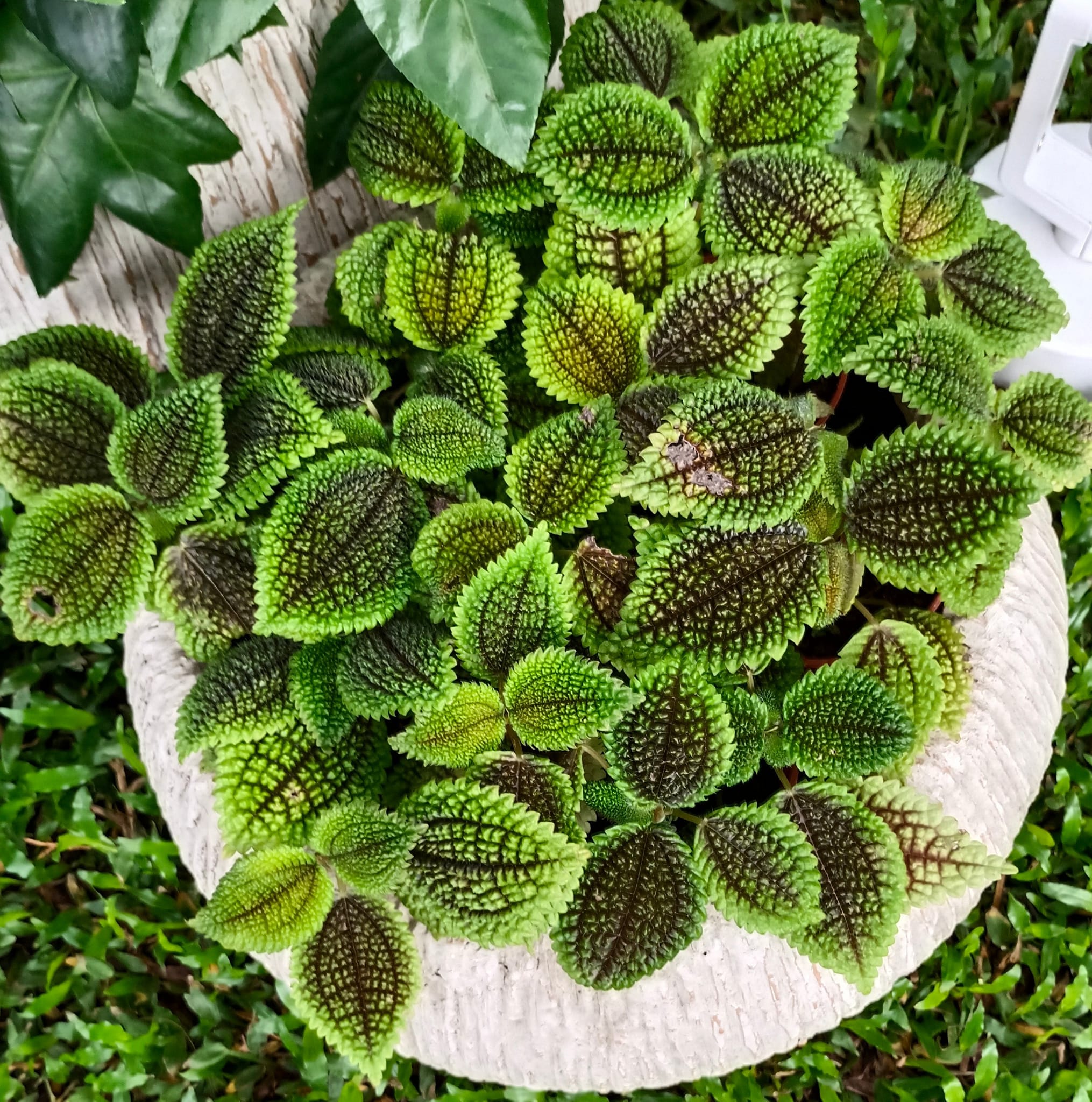 Platycerium Willinckii cv Moonlight