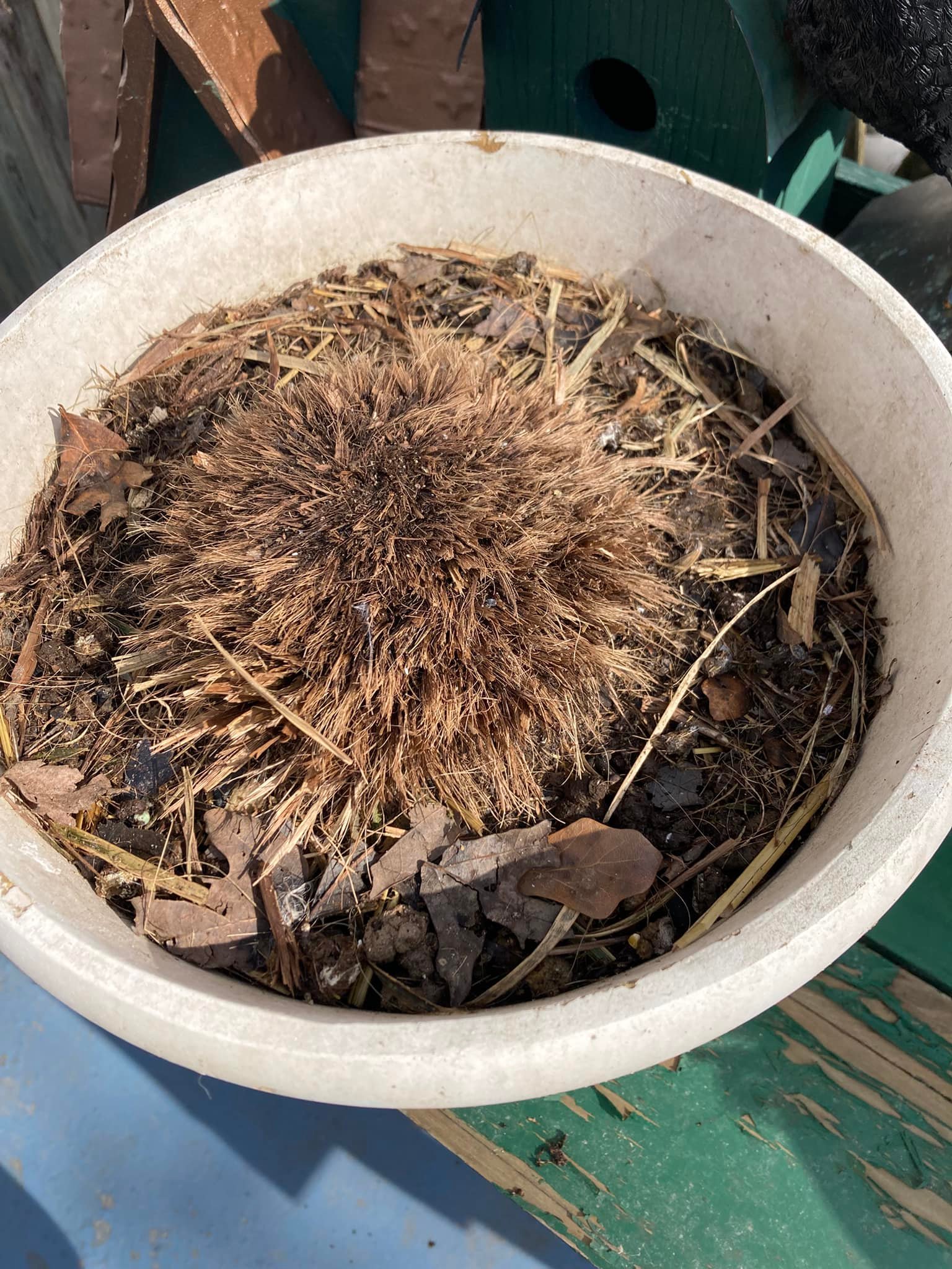 Removing ornamental grass roots in zone 6b garden
