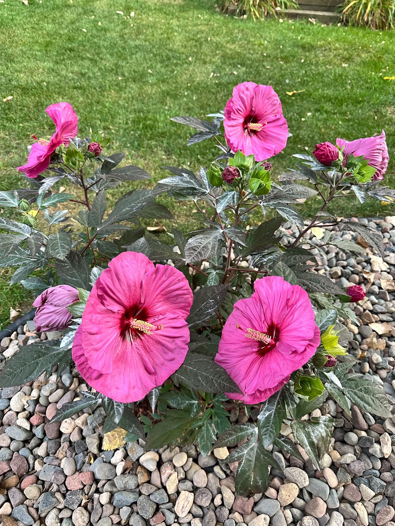 Proven Winners Summerific 'Berry Awesome' hibiscus purchase
