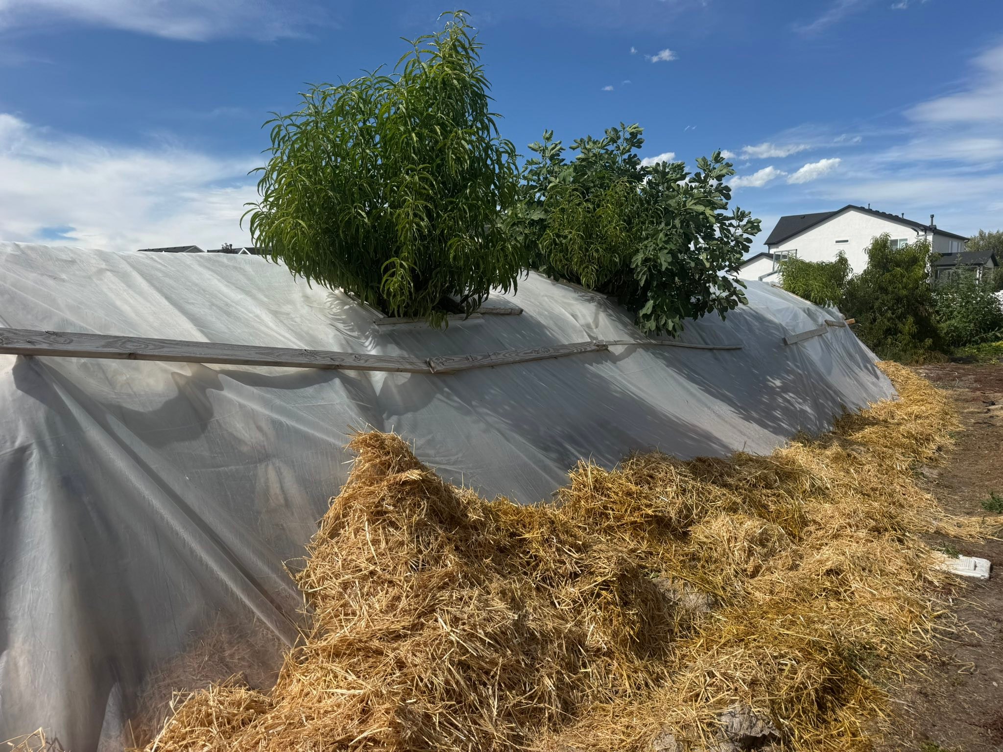 GREENHOUSE GROWERS | Our hobbit hole greenhouses are going insane ...