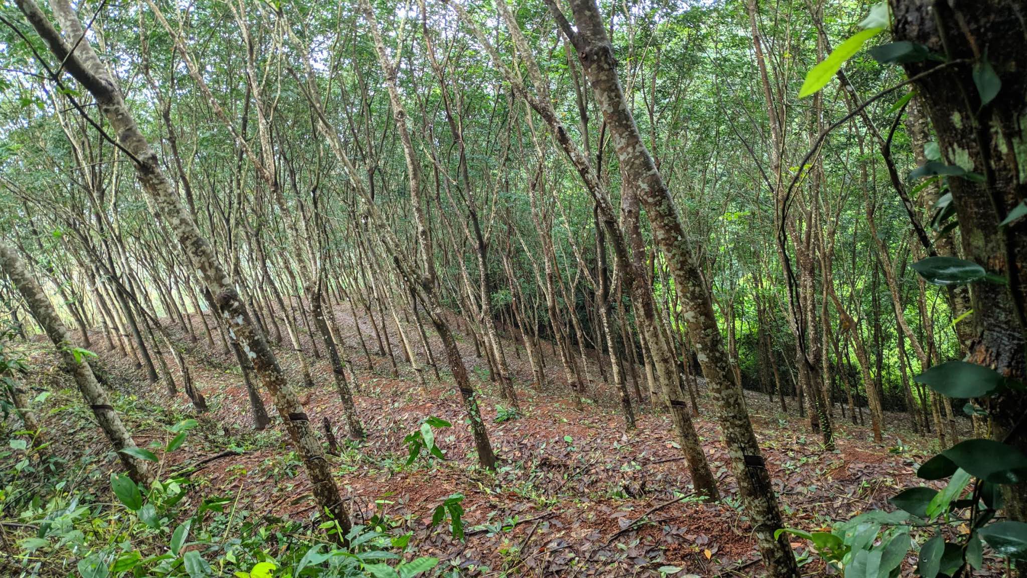 Rubber tapping labours | 15acre plot | Facebook