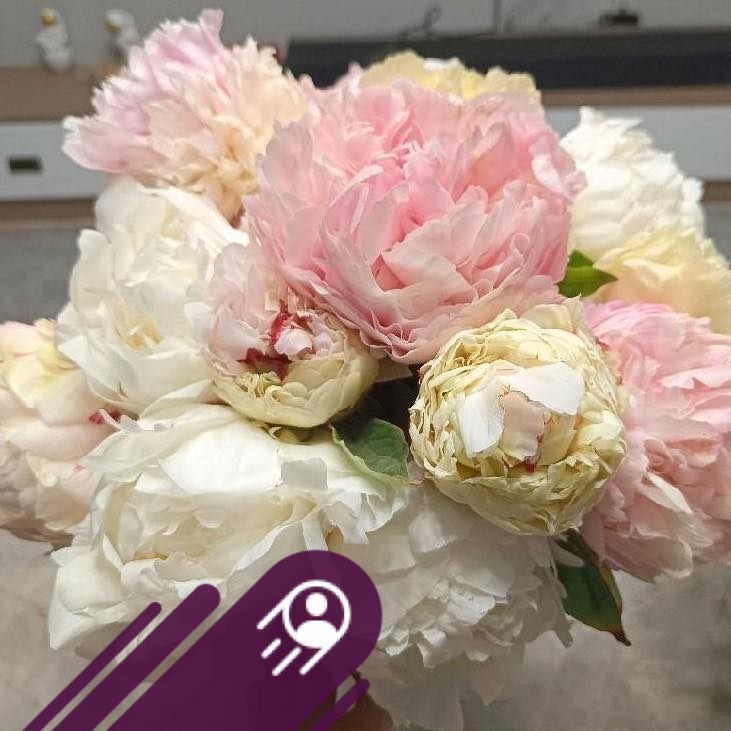 Peony Community | Autumn Tree Peony Pre sale | Facebook
