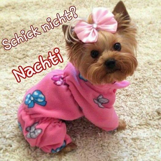 🥰Husch , husch ins Körbchen 🥰 nicht? Schick Nachti