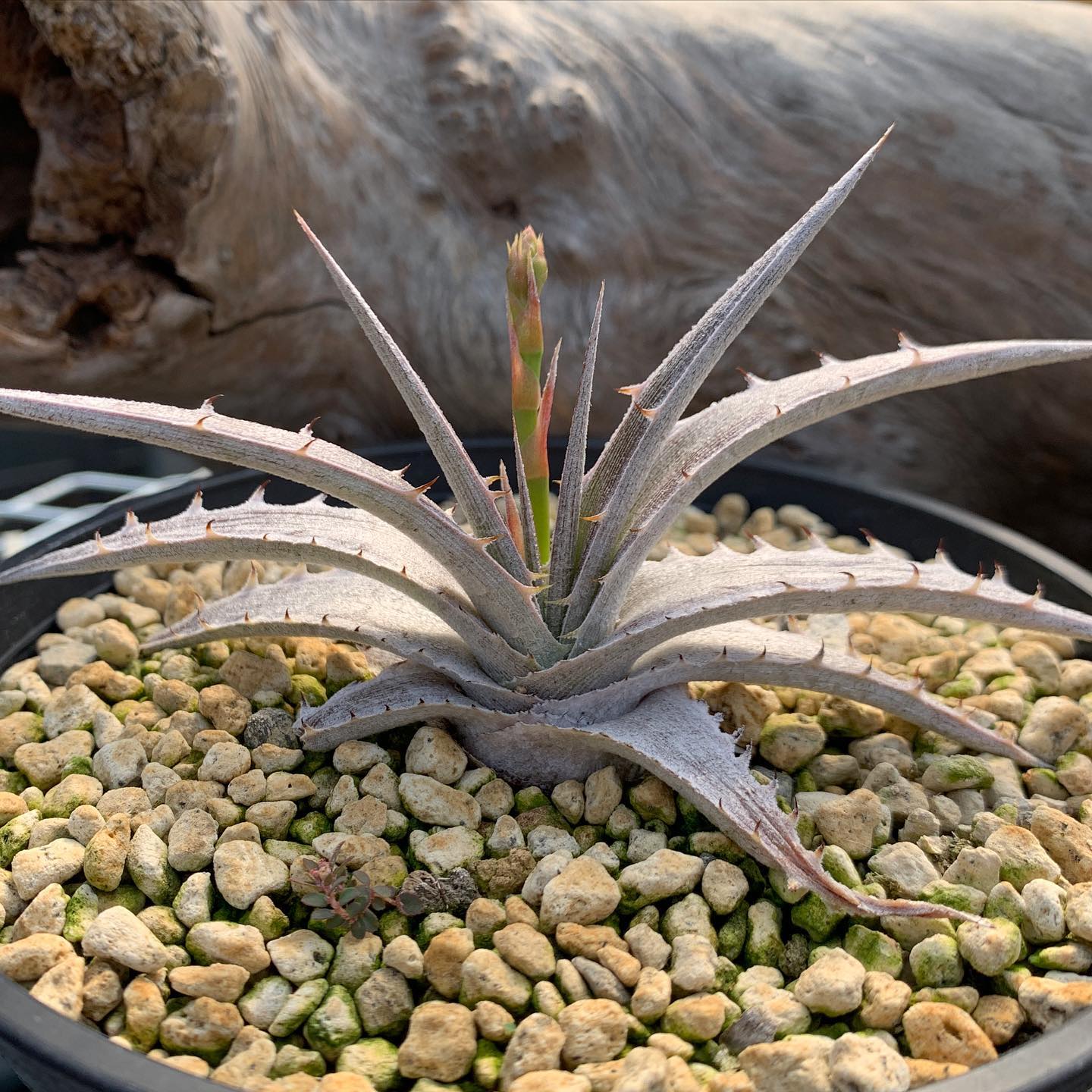 脇芽付き 原種 ディッキア Dyckia sp Piu-Piu ⑴ ディッキア・sp