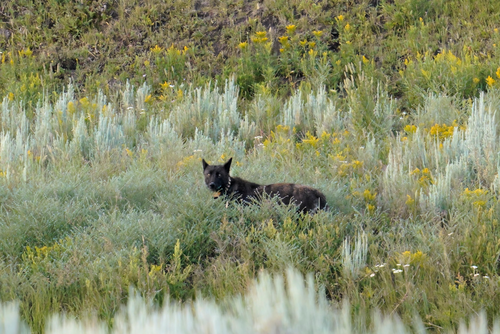 Yellowstone Wolves | RIP Dear 1479F- you gave us so, so much joy ...