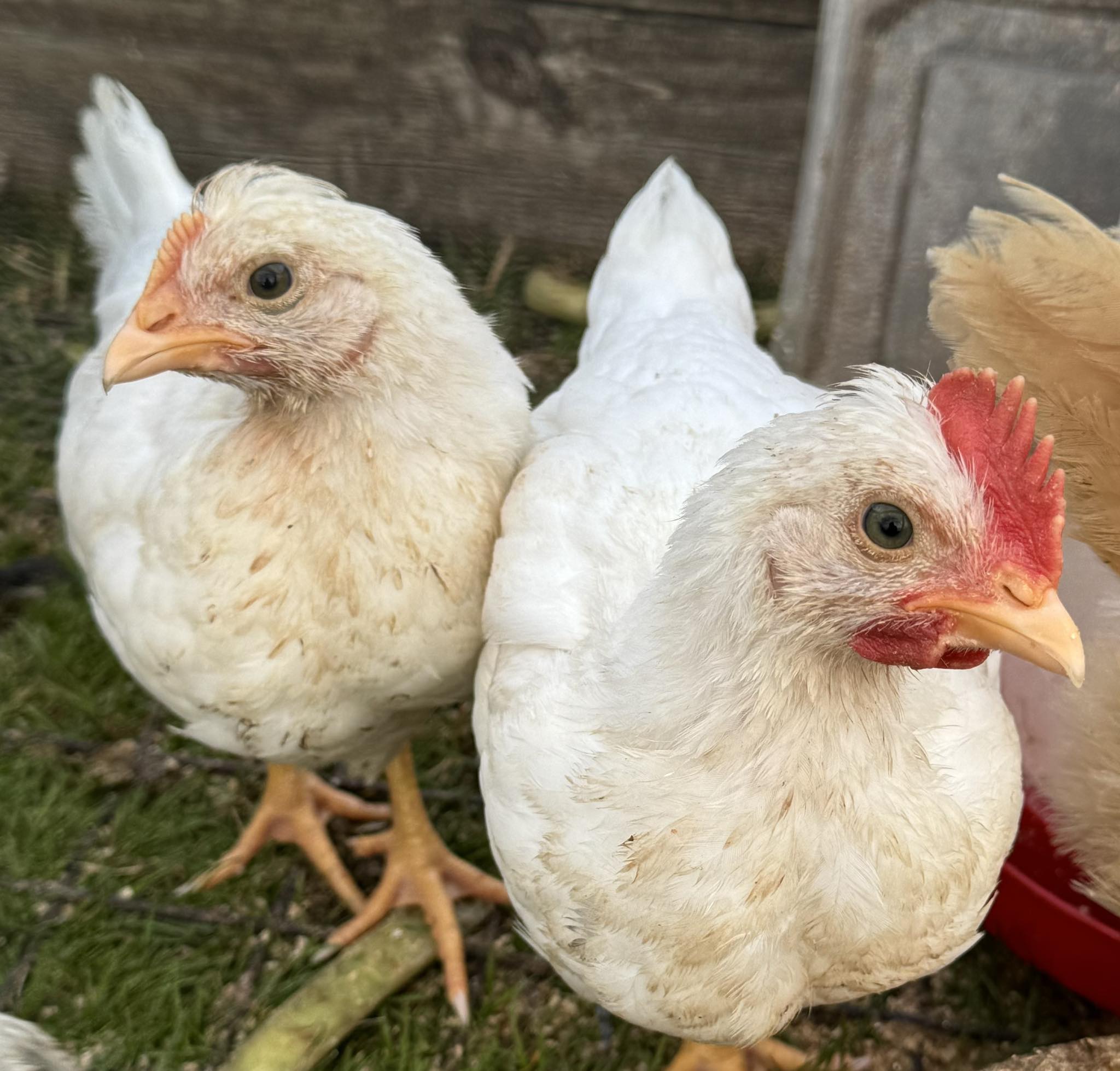 Everything Backyard Chicken! | Am I right thinking female on left and ...