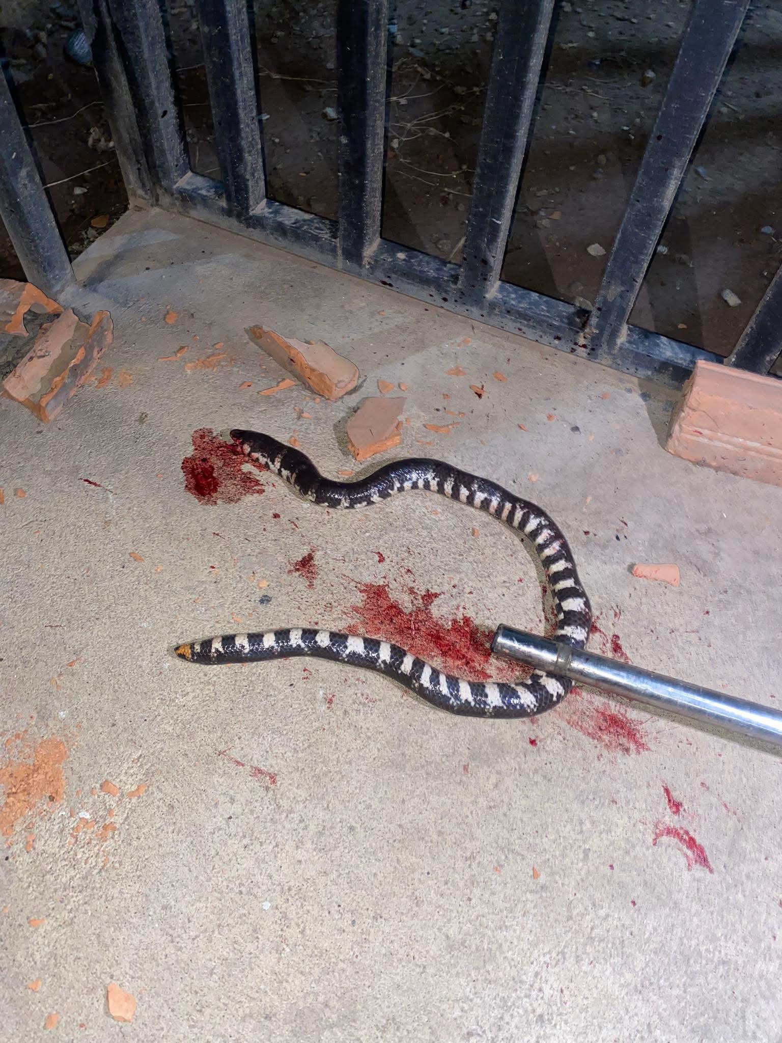 Snakes of Cambodia | Sorry for the blood, not my doing | Facebook