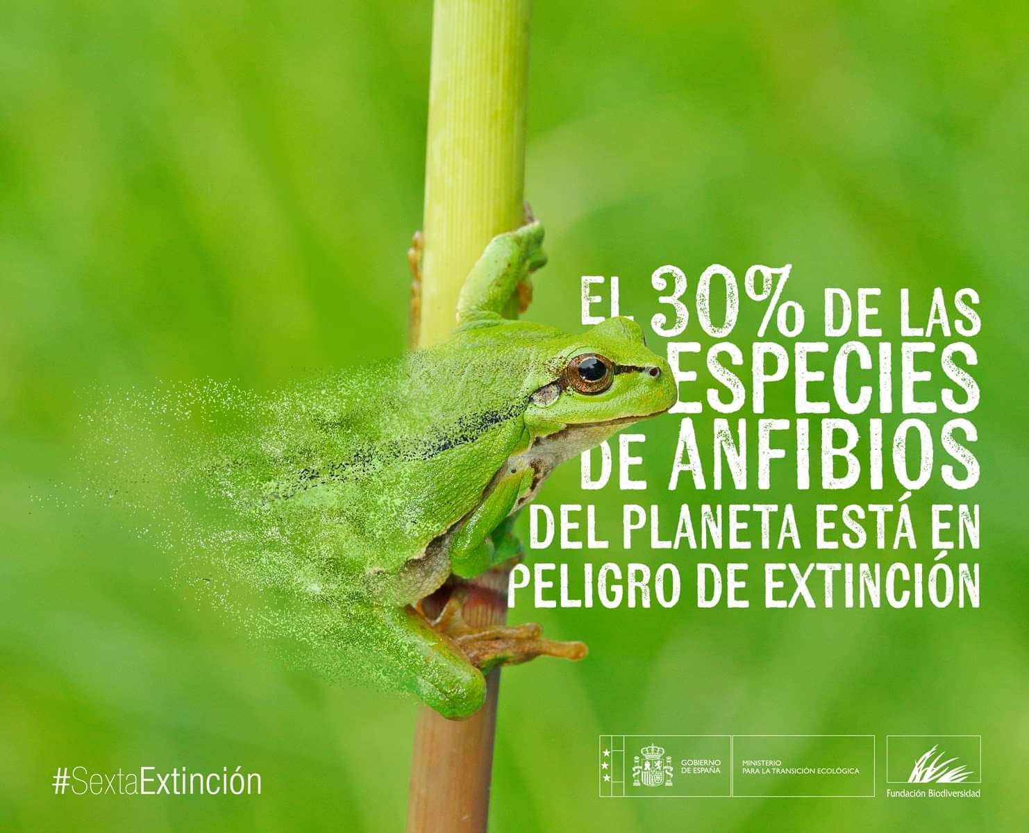 En apenas 20 años, han desaparecido... - AgroForestales C.A.