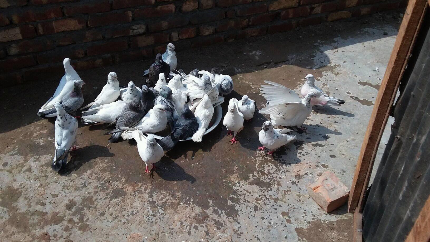 Pigeon 《kobutor》 shop