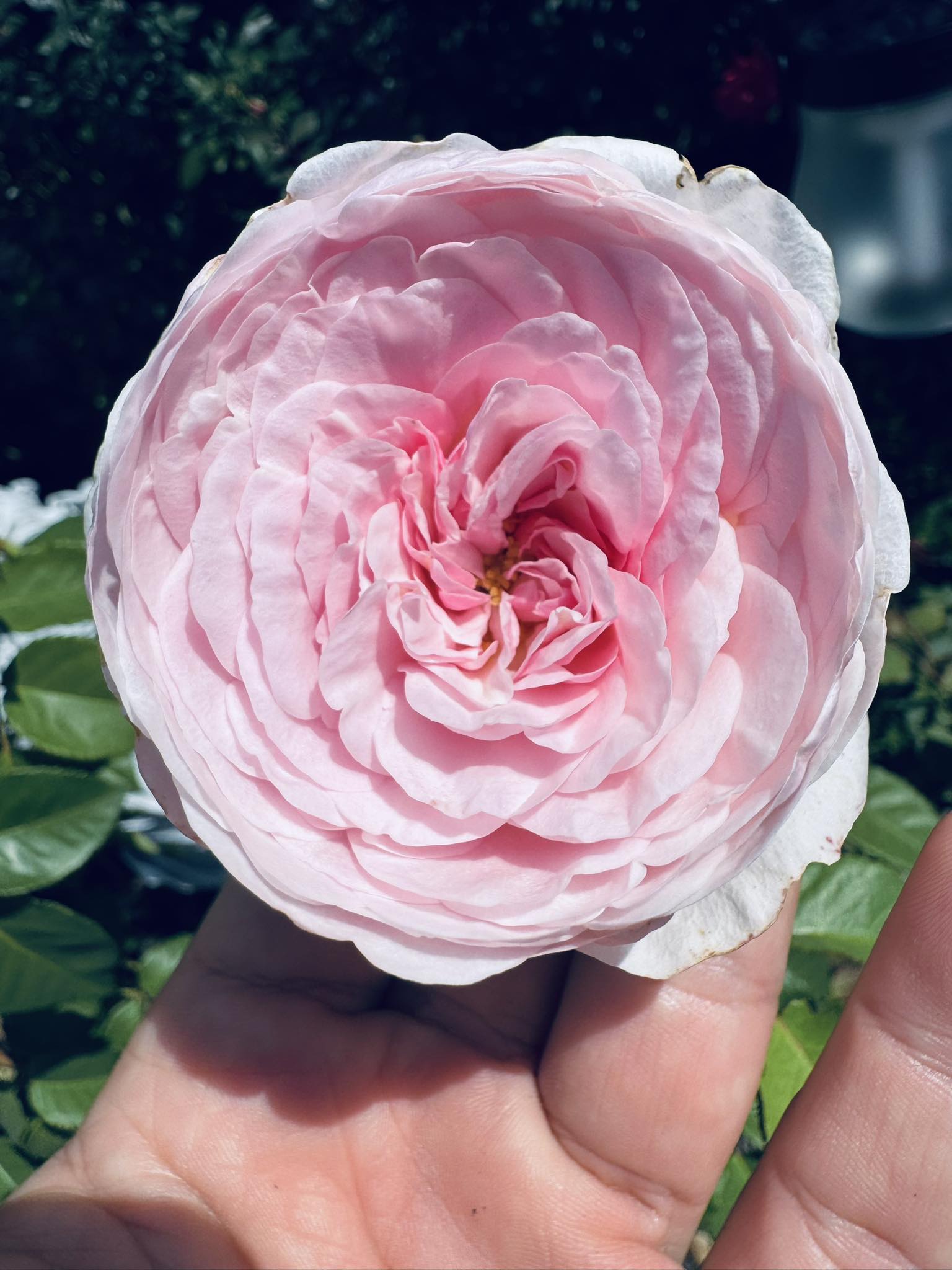 David Austin Roses | USA . Olivia Rose Austin cupped bloom | Facebook