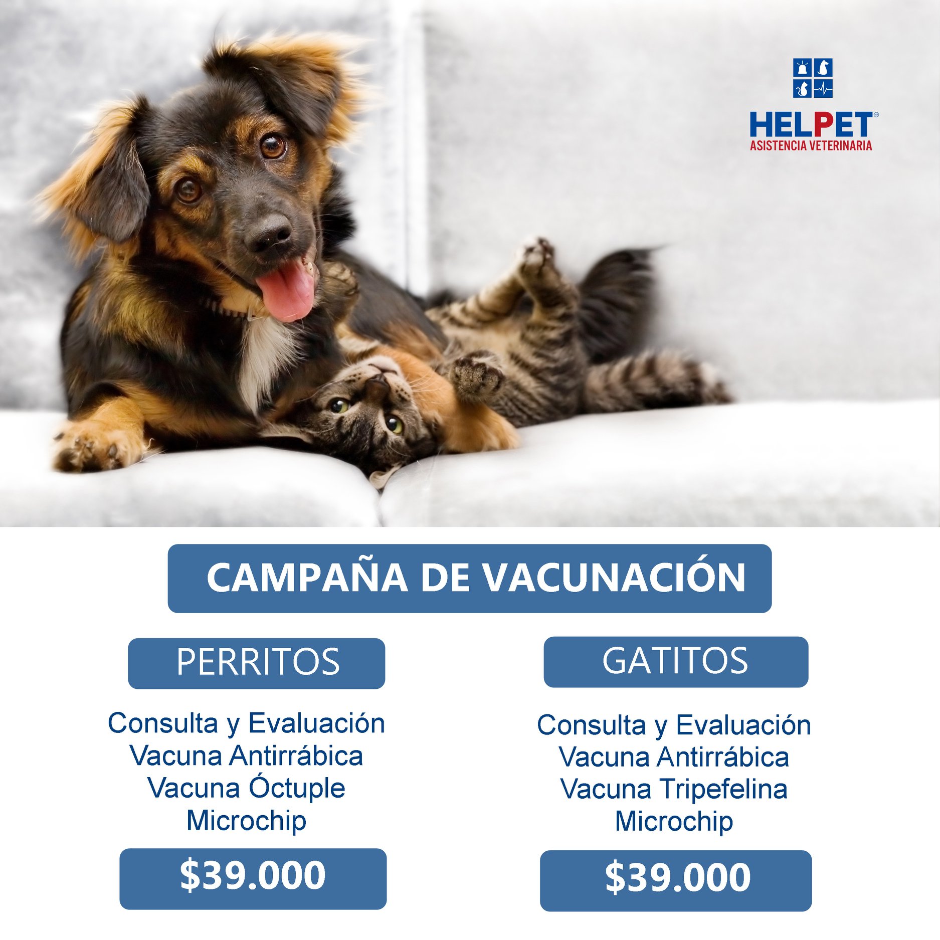 📌 Las vacunas de gatos y... - Helpet Hospital Veterinario | Facebook