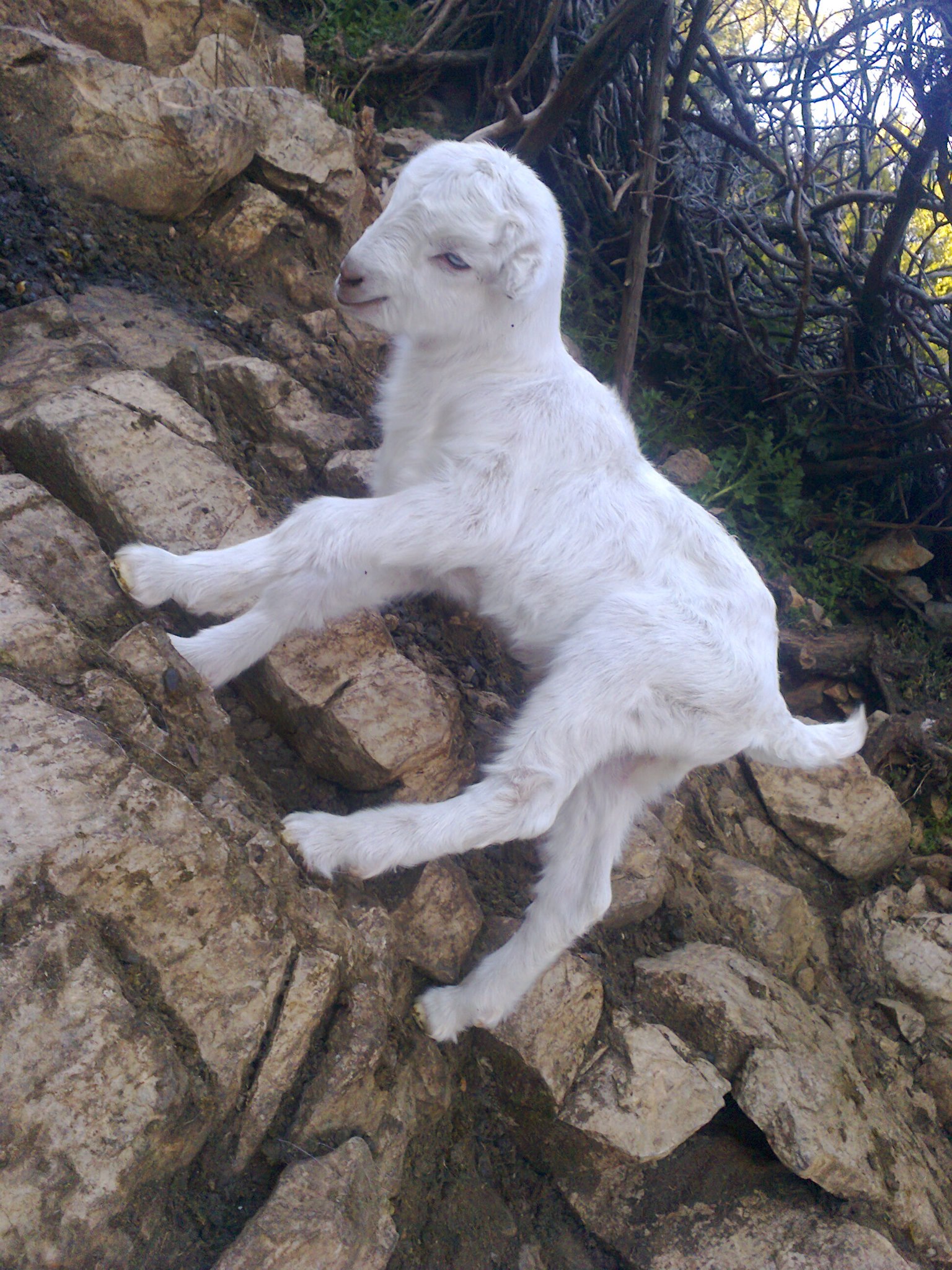 Simyan geleme yaylası