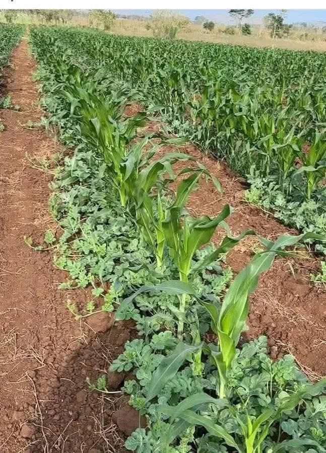 Abdulbasit - THE BENEFITS OF MIXED CROPPING: MAIZE & WATERMELON ...