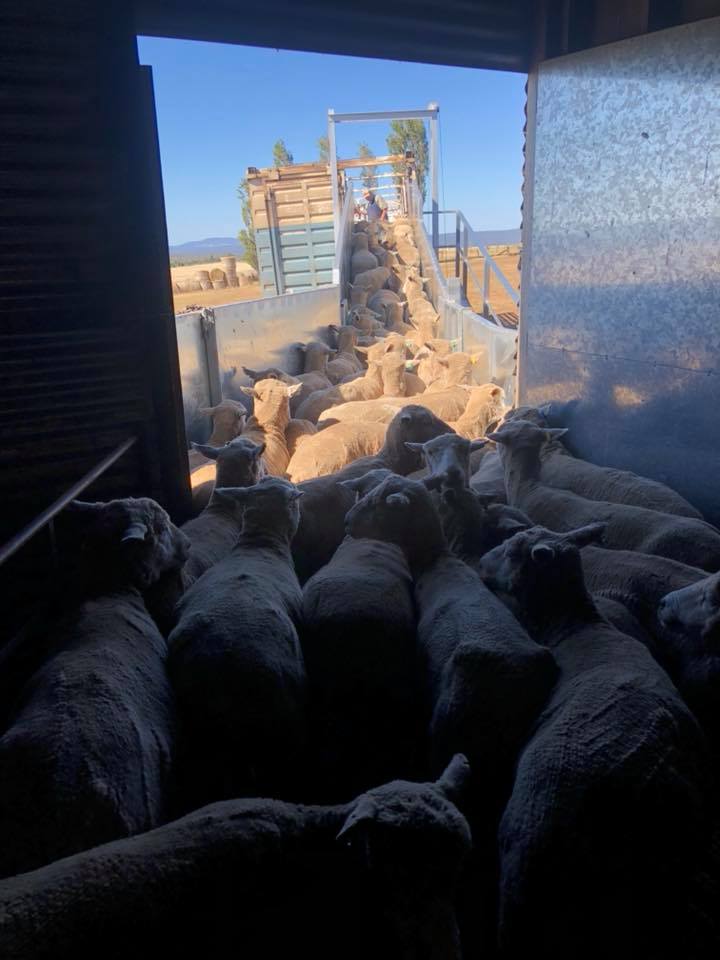 Our new loading ramp made by Slide... - Fairburn Sheep Studs