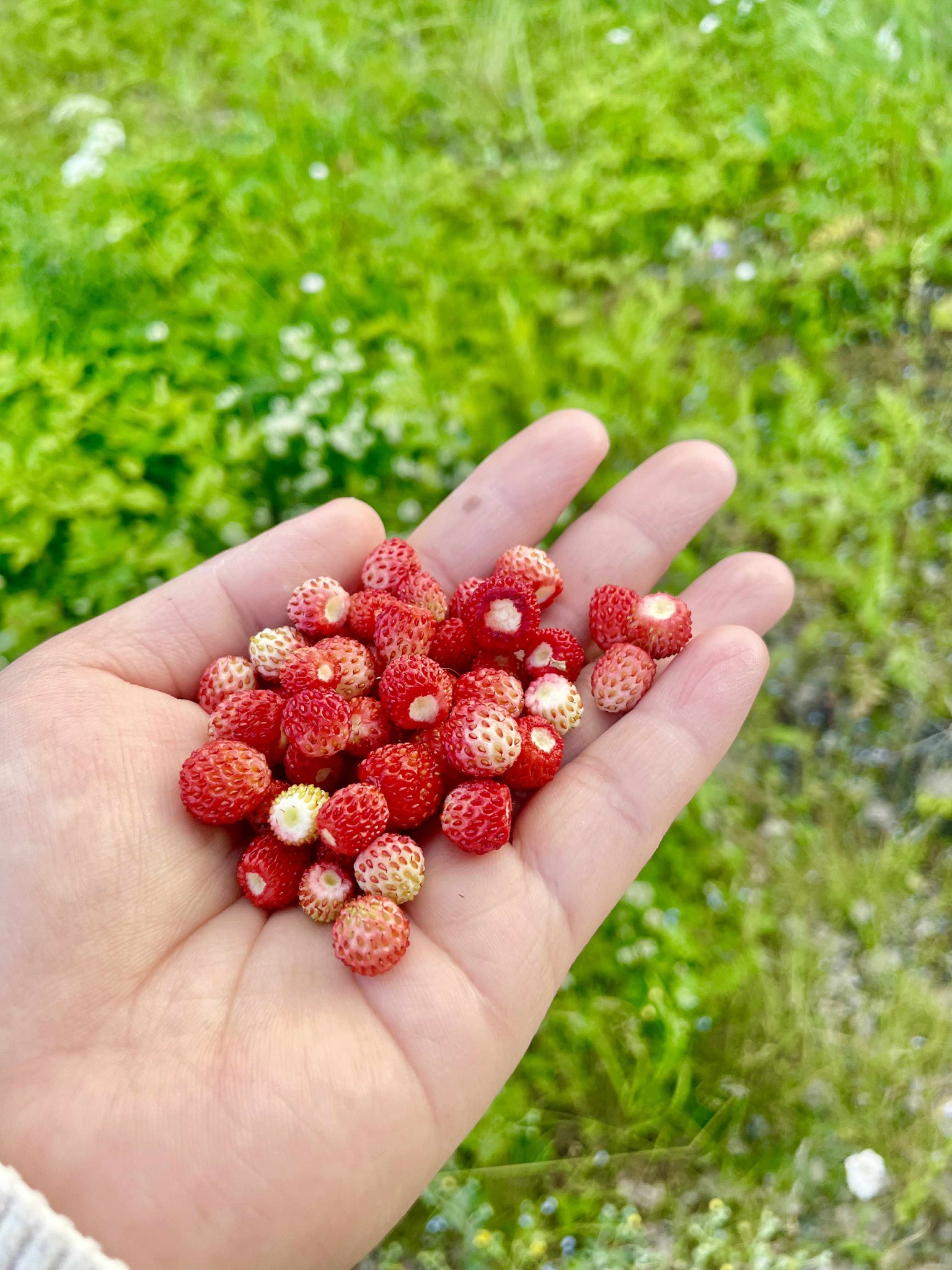 Wild Strawberry Season 🍓🌿 🇫🇮 Stumbled upon some metsämansikka
