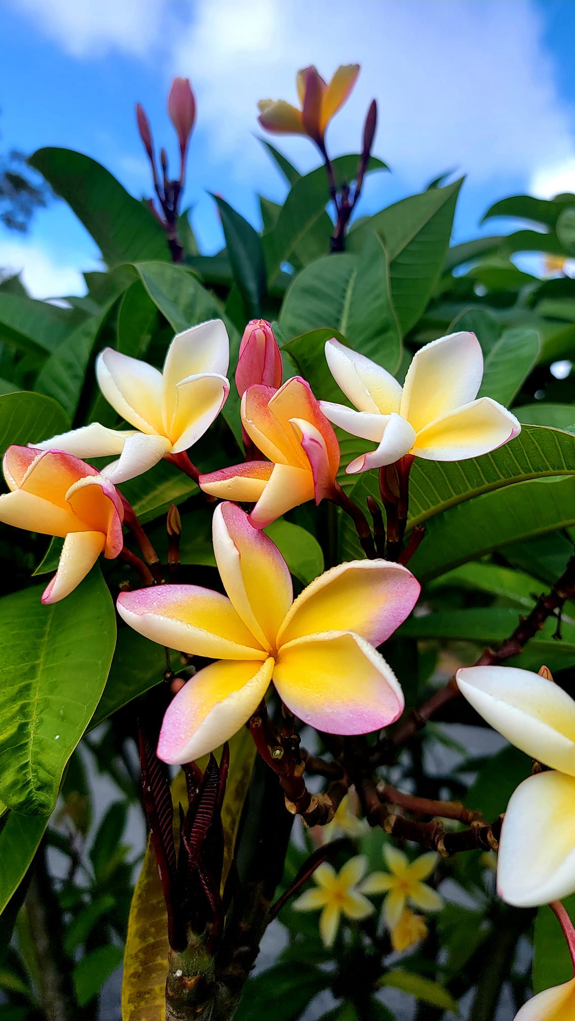 Penang Peach #plumeria #hawaii