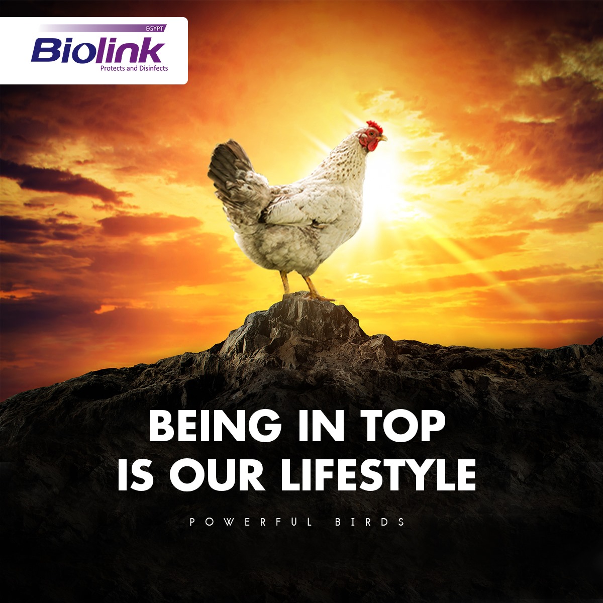Biolink-Egypt For Chemical Industries - Biolink-Egypt is the first ...