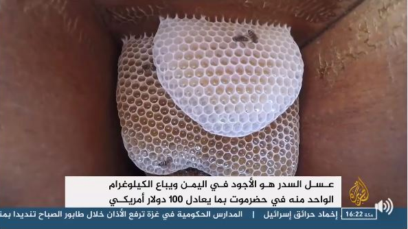 عسل السدر اليمني الجبلي Yemeni Sedra Honey Posts Facebook