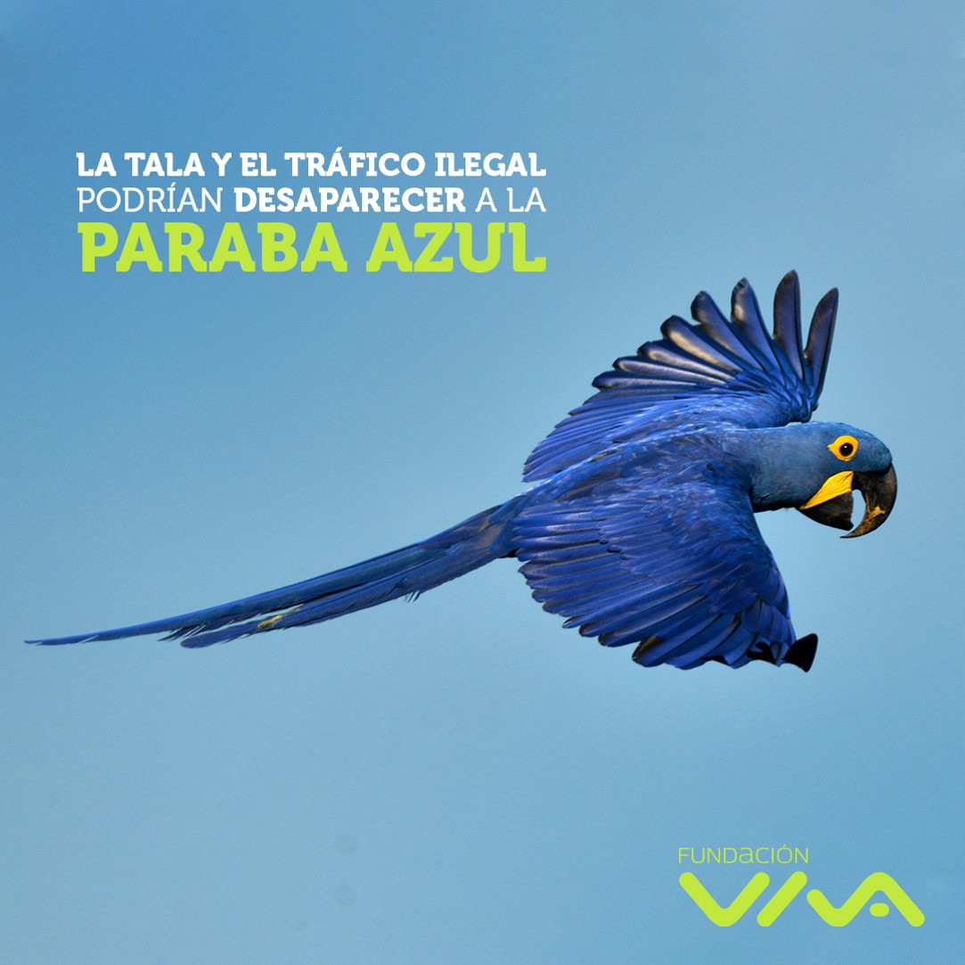 Fundación VIVA - ¡La Paraba Azul se encuentra en peligro... | Facebook