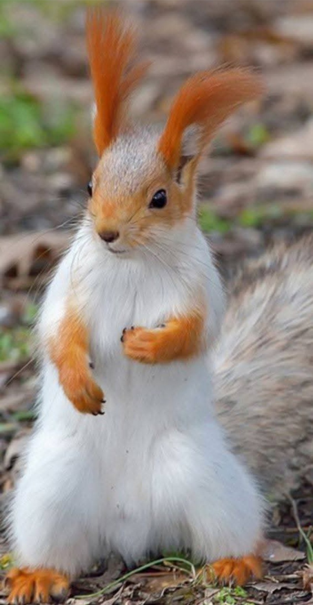 NATIONAL GEOGRAFICS | Eurasian red squirrel (Sciurus vulgaris), a ...
