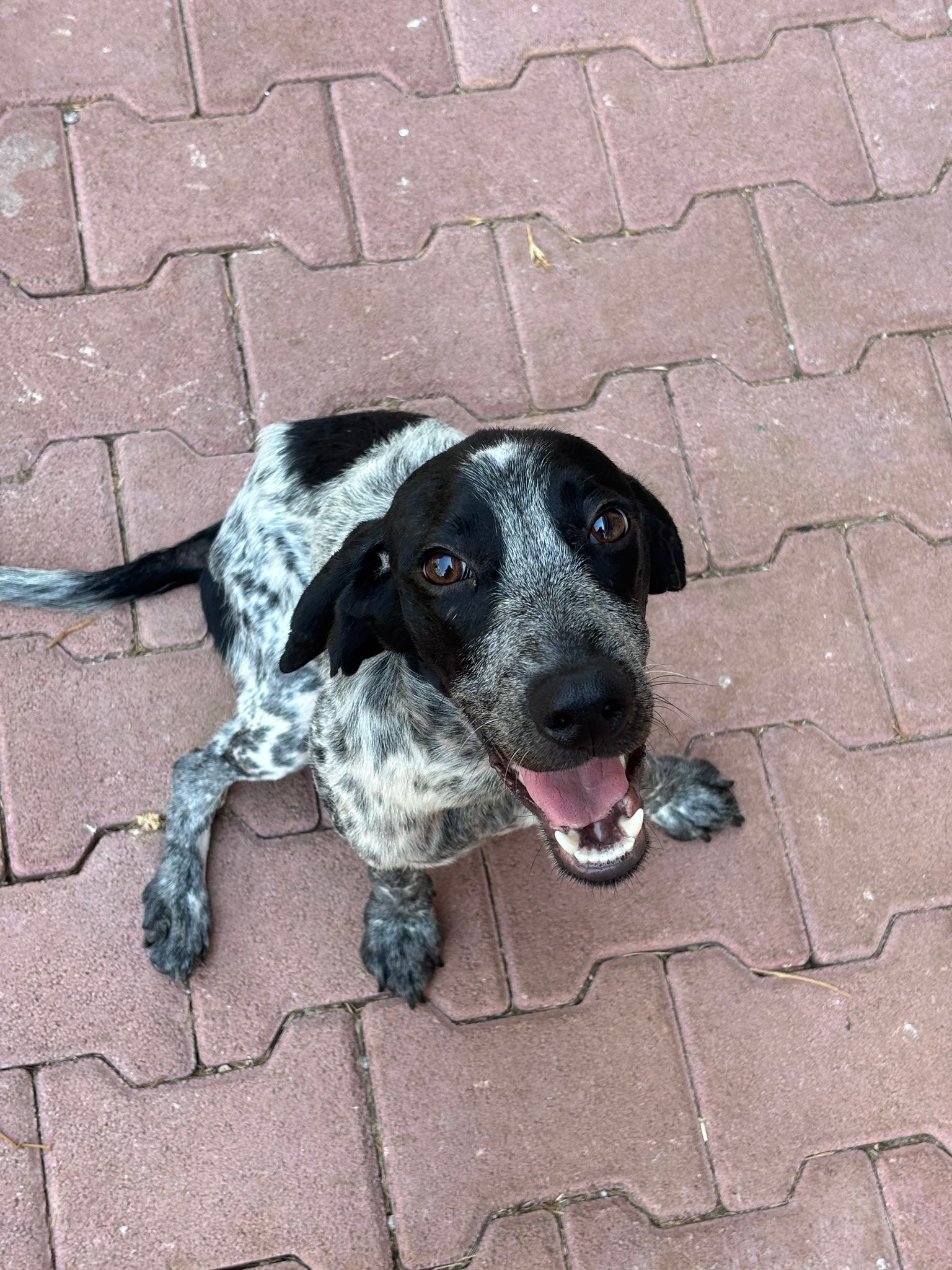 Rehoming Cyprus Pointers | Facebook