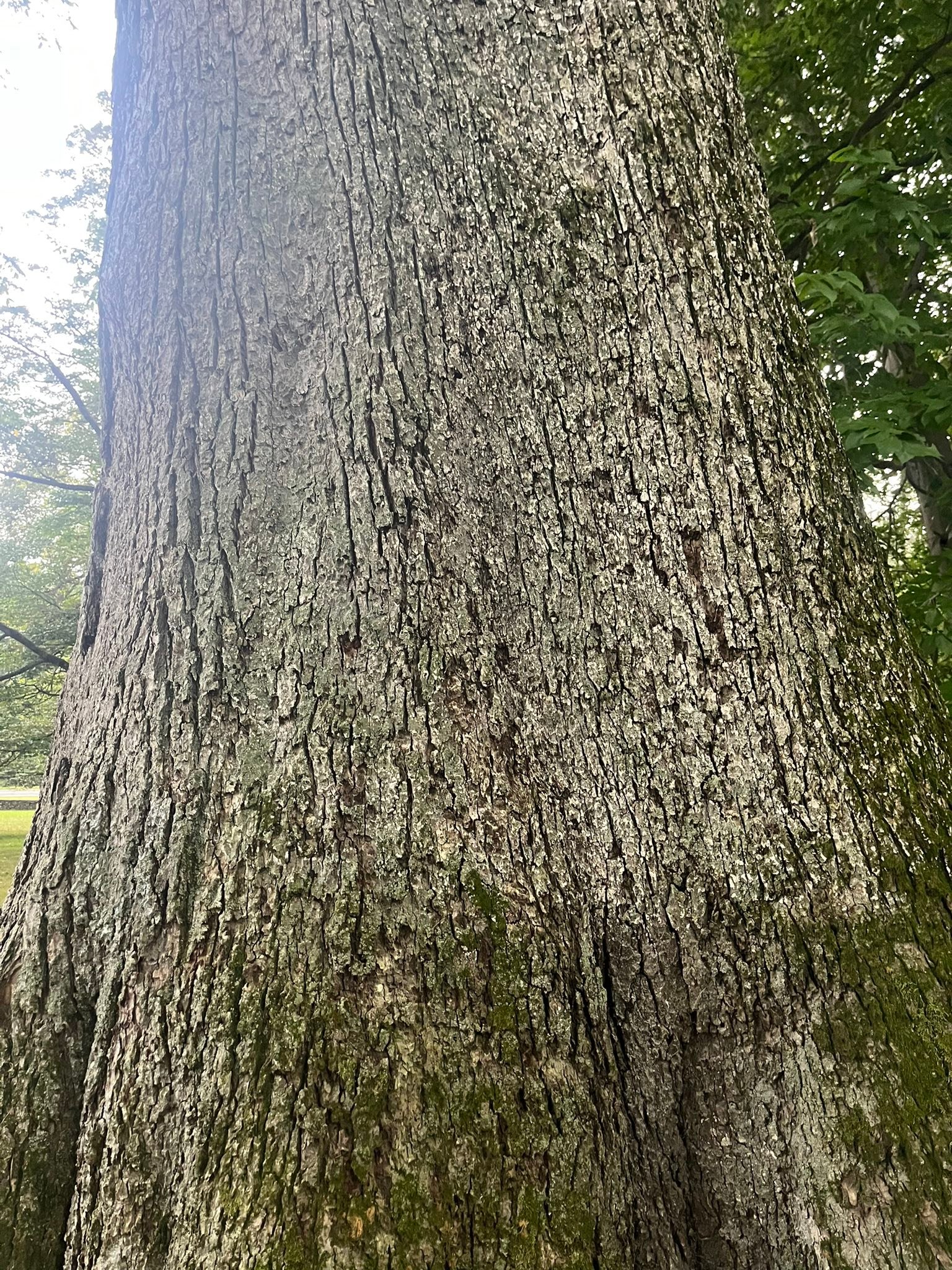 Big Tree Seekers | An absolute behemoth of an American elm | Facebook