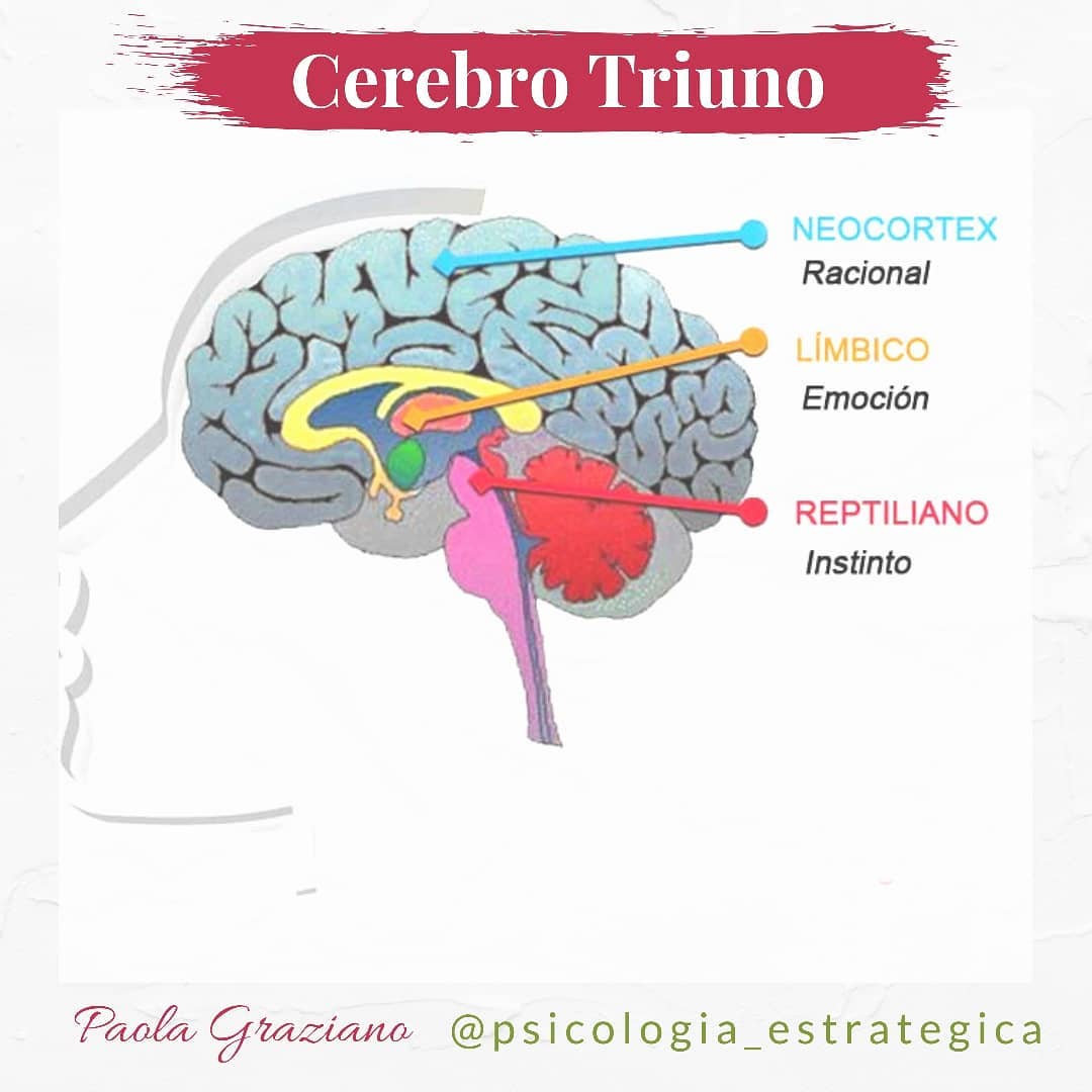 Psicología Estratégica - ¿Conocéis el modelo del cerebro Triunio? La ...