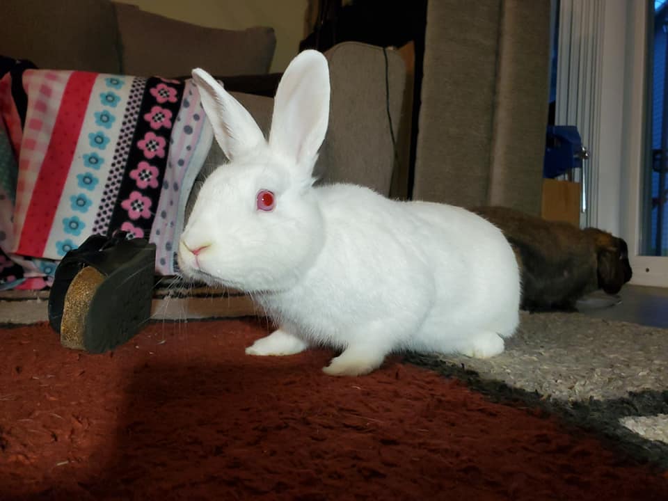 Blizzard and Butterscotch's Love Story Plus Freya - Wheres my carrots ...