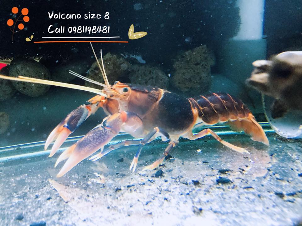 Sinh - Hàng mới về ngày 12/10/2019 Tép loạn màu hàng đẹp đã dưỡng khoẻ ...