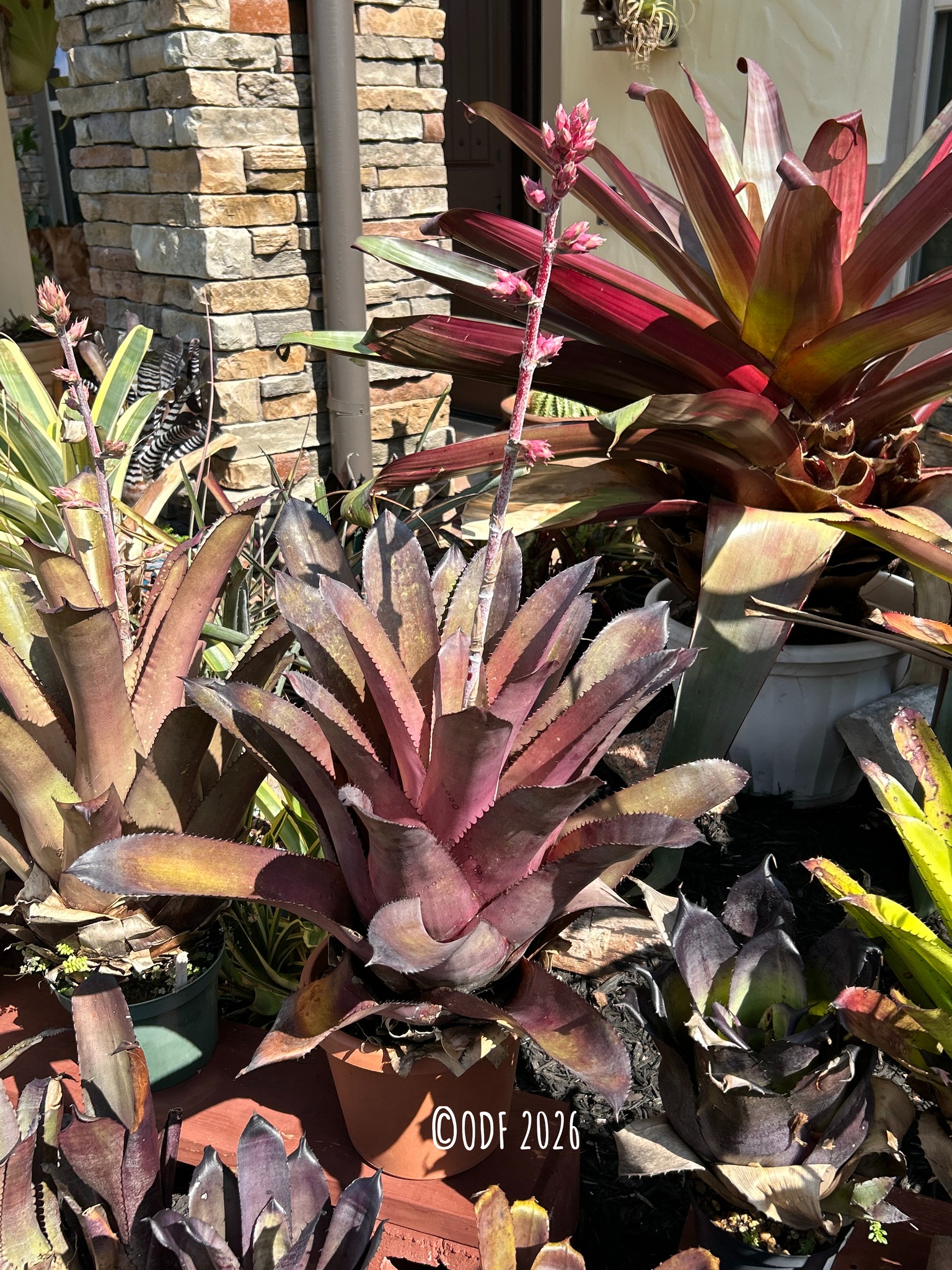 Hohenbergia 'Sandra's Mountain' bromeliad plant favorite