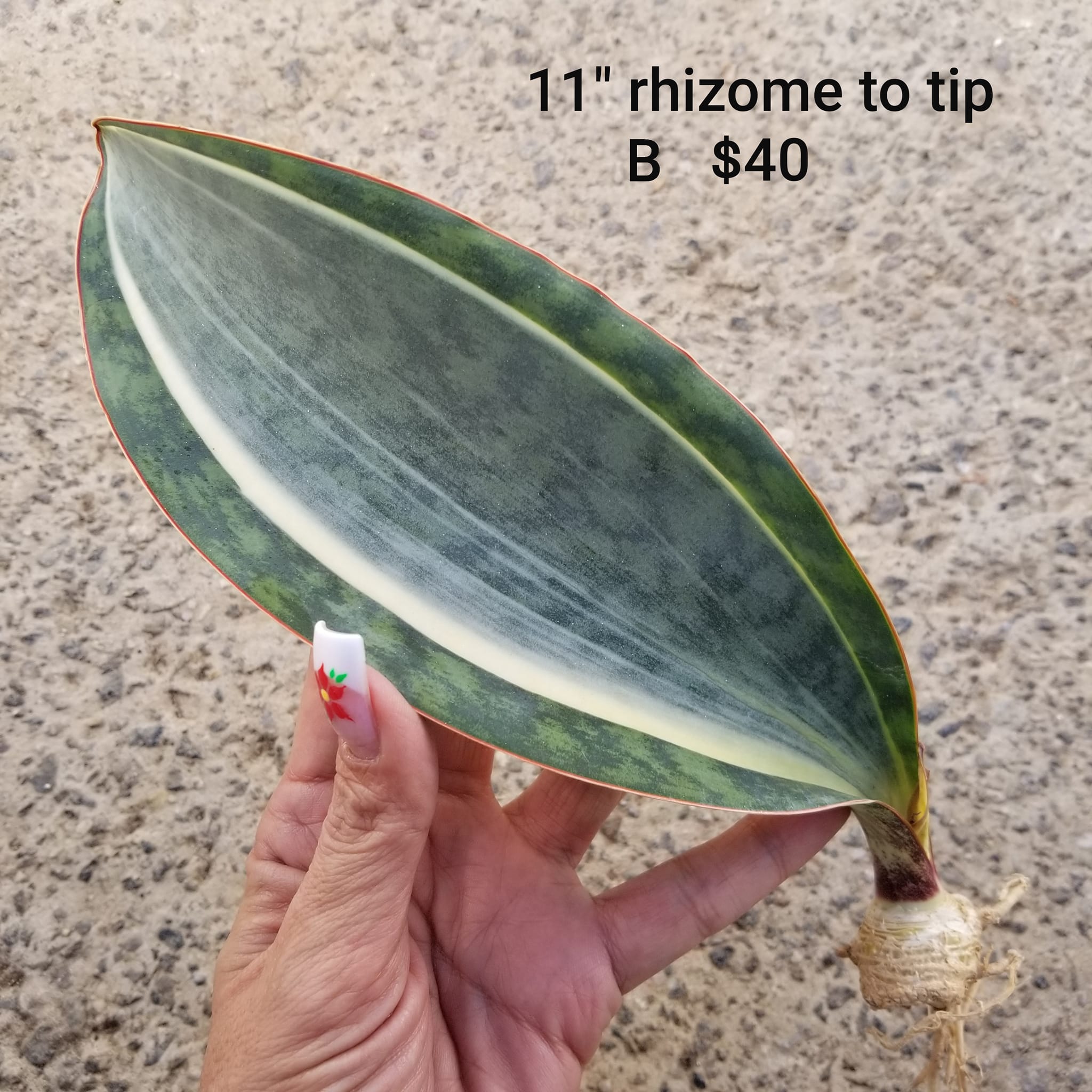 Sansevieria Mafinga ES 849 white variegated plant for sale