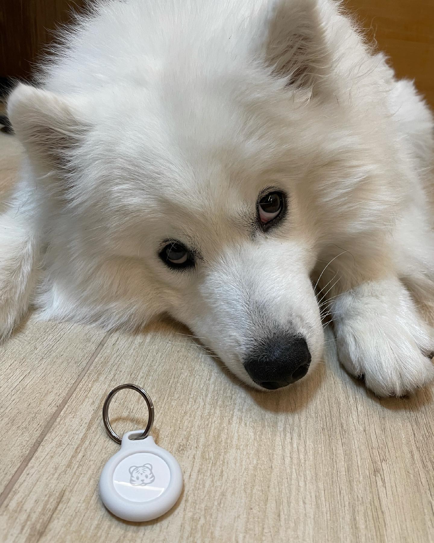 Samoyed Simbaaa - 雖然apple講唔太建議用係竉物身上，但買多個安全都好！黎緊會有實測片係YouTu... | Facebook