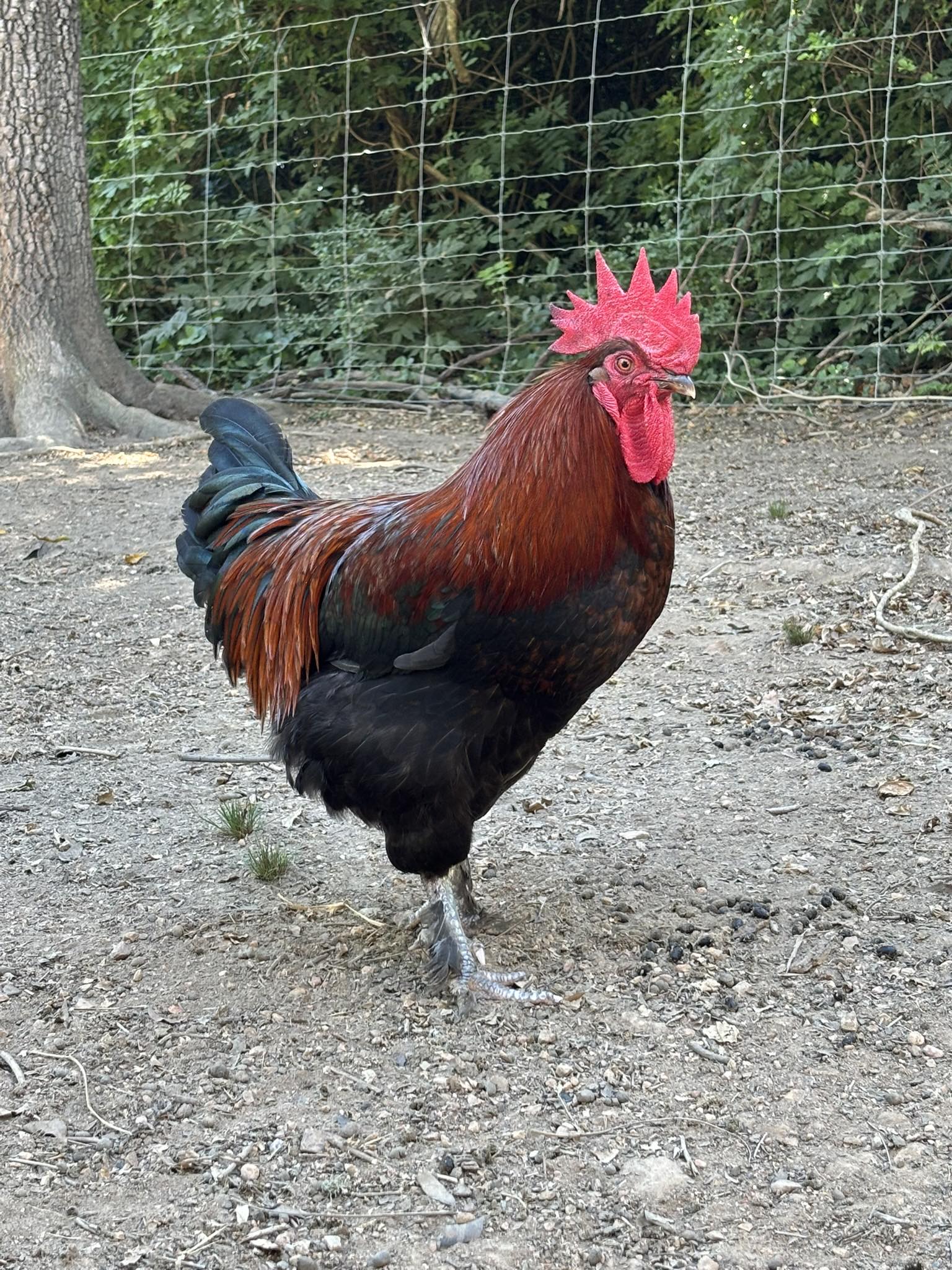 My best BCM rooster. What do y'all think?