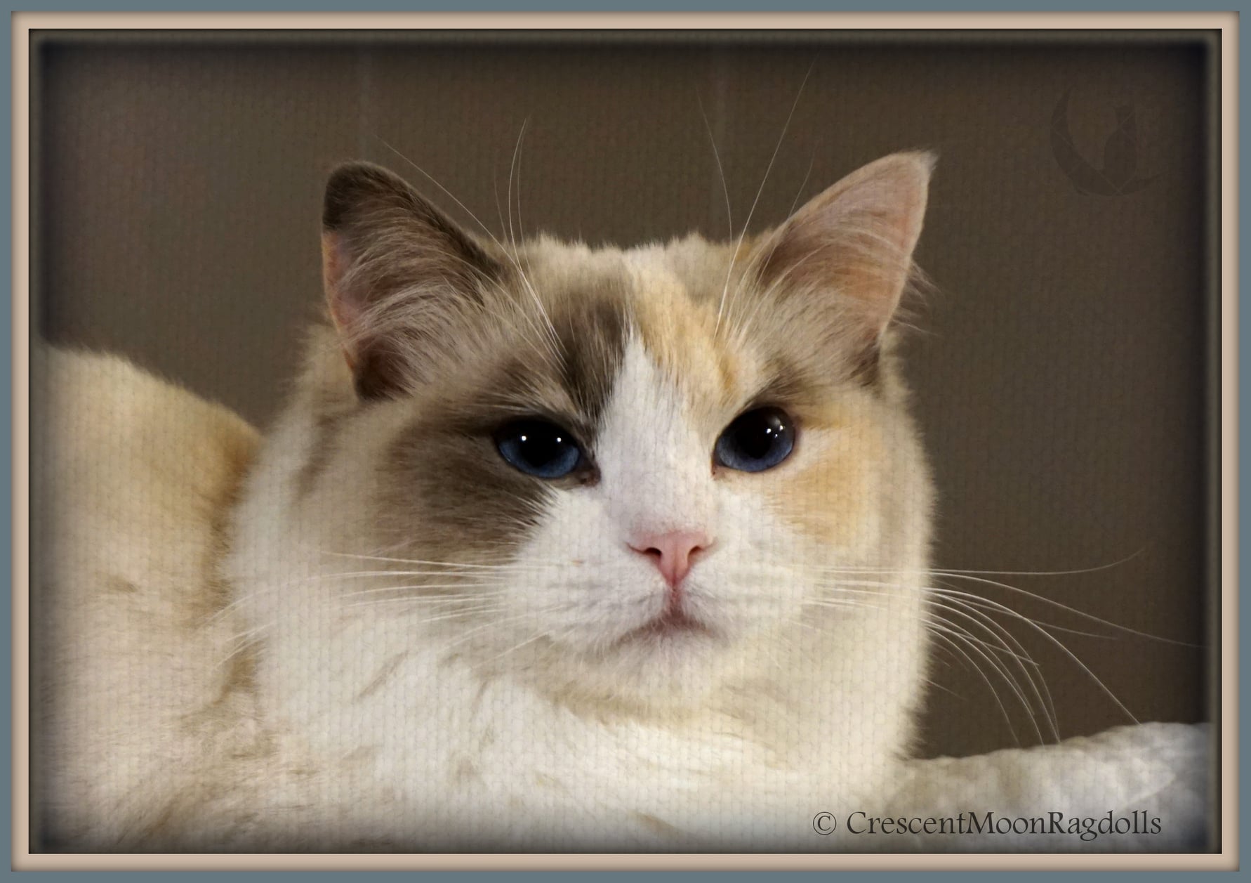 Crescent Moon Ragdolls - MoonCrest Zoe-One of our upcoming queens. Blue ...