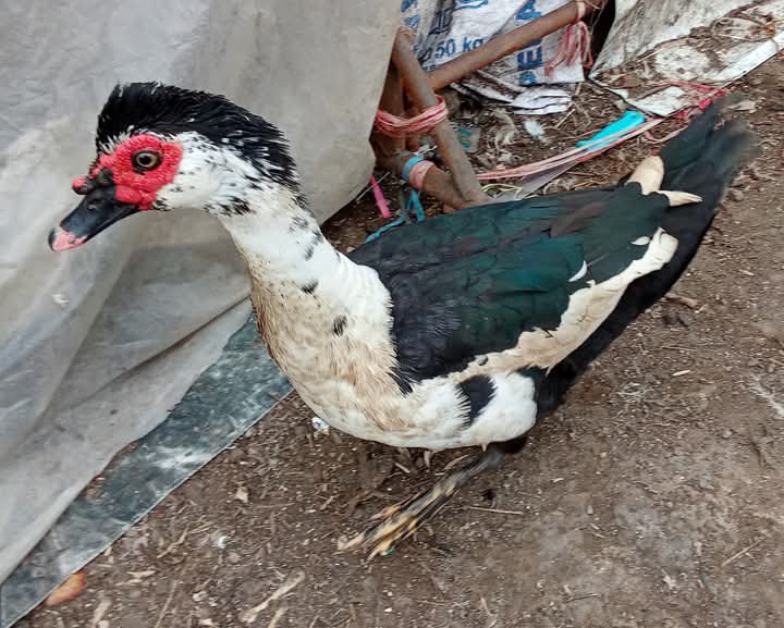 ical galeuh entog,meri ,hayam kampung .Tarogong.garkot jng sekitarna ...