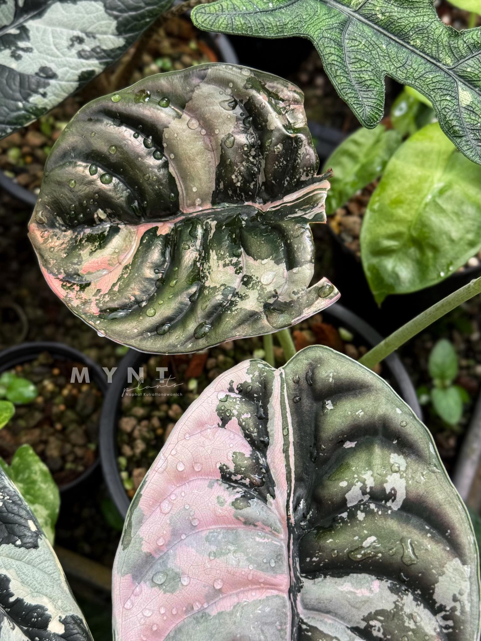 Alocasia Cuprea Pink Var. (Nom Yen) plant love