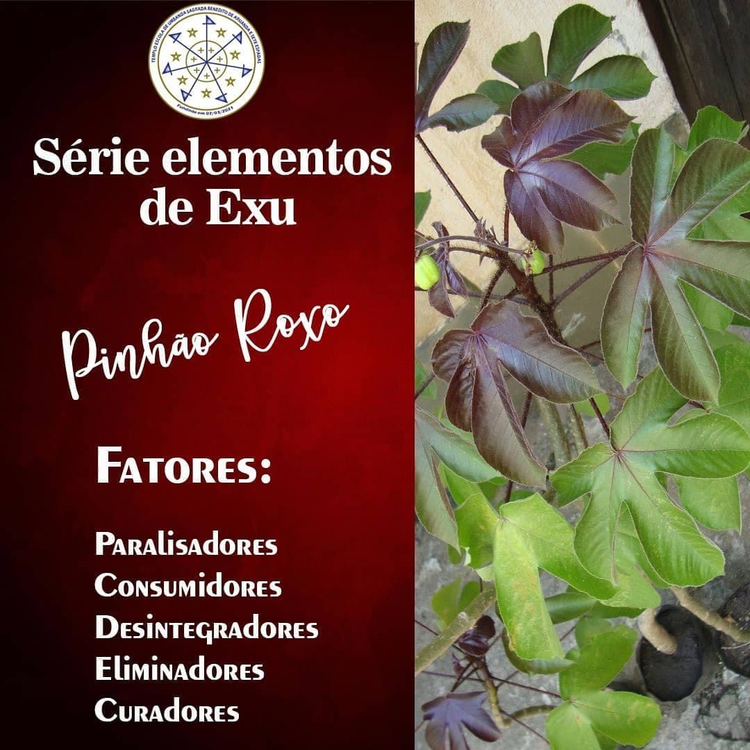 Vocês conhecem o pinhão roxo? 🌱 Erva quente, muito utilizada para Exu ...