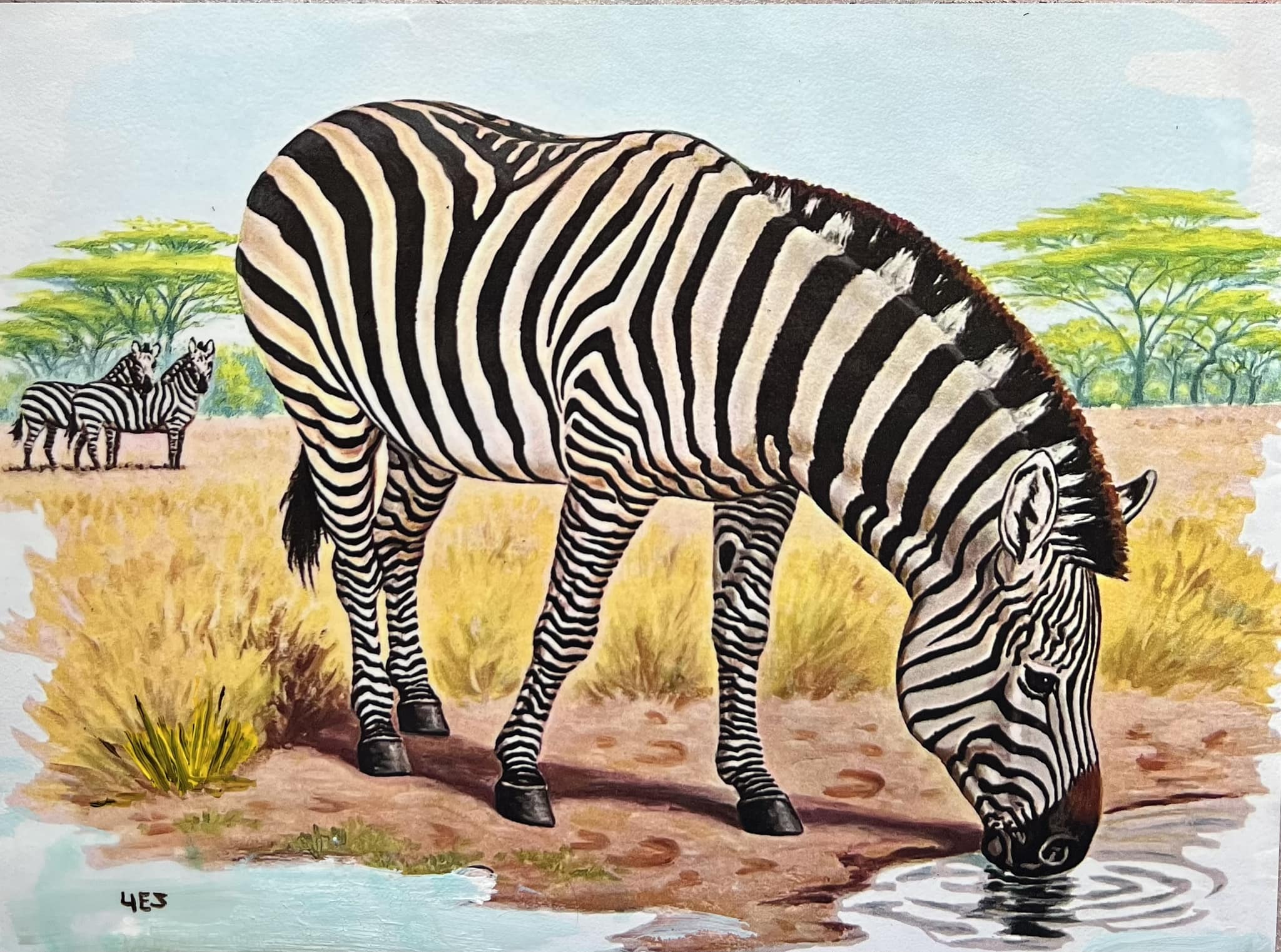 ائتلاف السلام الدولي ( فرع ايران) | Zebras Acryl 30 x 40 Germany Uschi ...