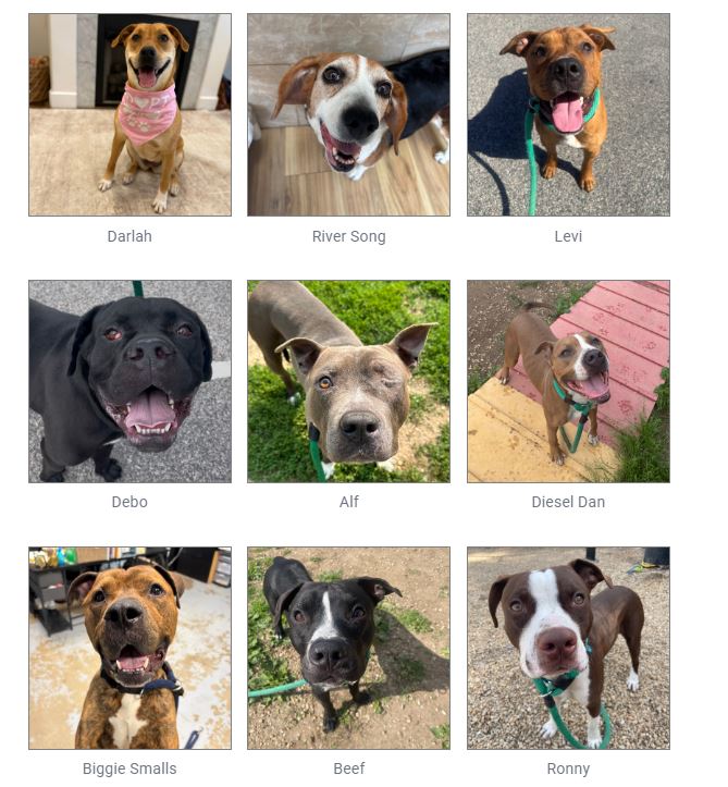 EMERGENCY SAVE FOR TYSON 25.00 ADOPTION FEE ADOPT@ACCTPHILLY.ORG