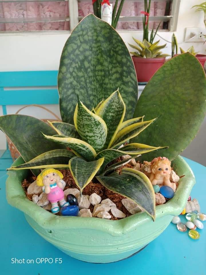 Sansevieria Manny Pacquiao hybrid plant