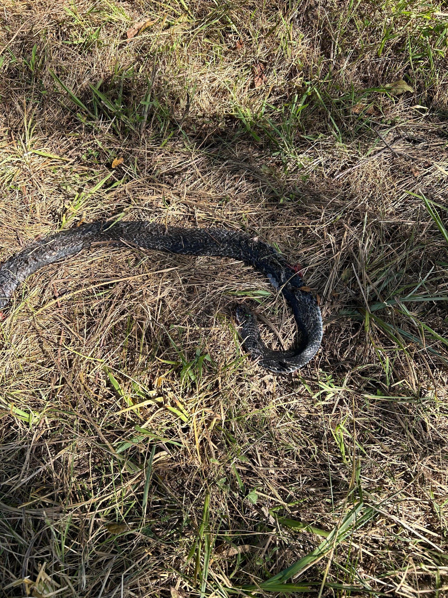 Snake Identification | In law ran over with tractor while bush hogging ...